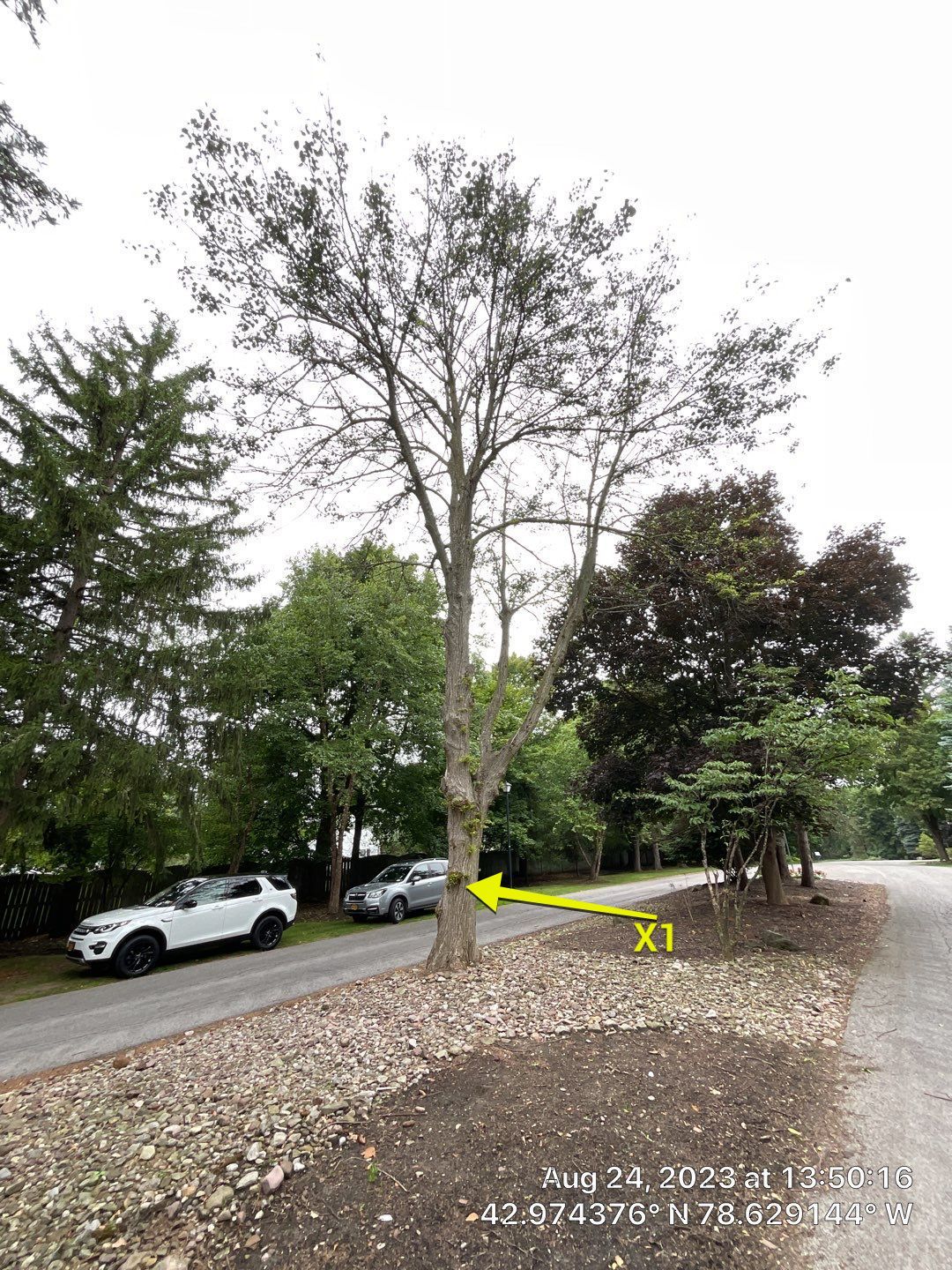 Tree Removal and Pruning by Treeman Tom LLC