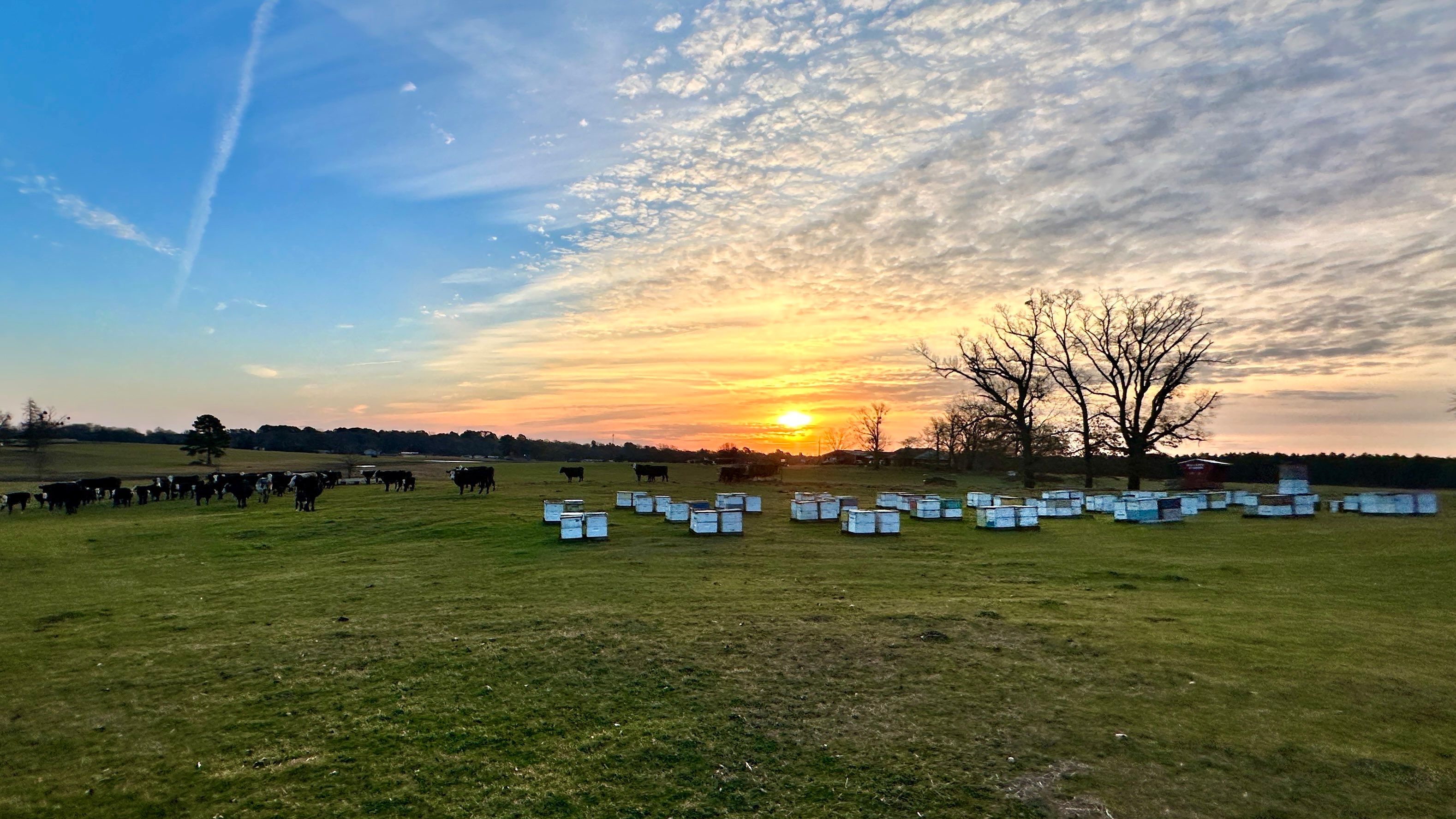 Clubb's Cow Farm Apiary by Rockwall Honey Bee Company