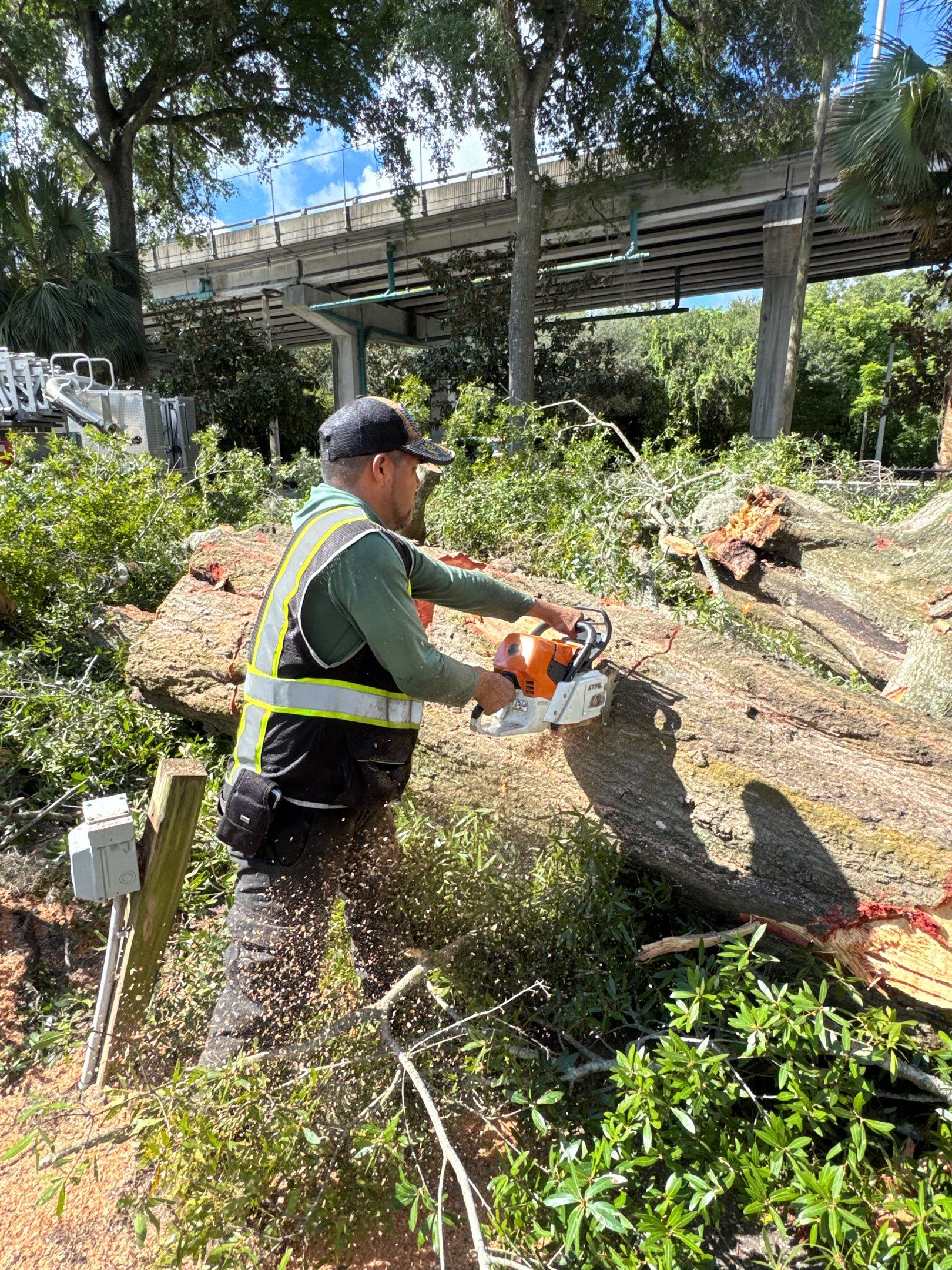 Welcome Center Tree Removal | Episcopal School of Jacksonville by ProGreen Services