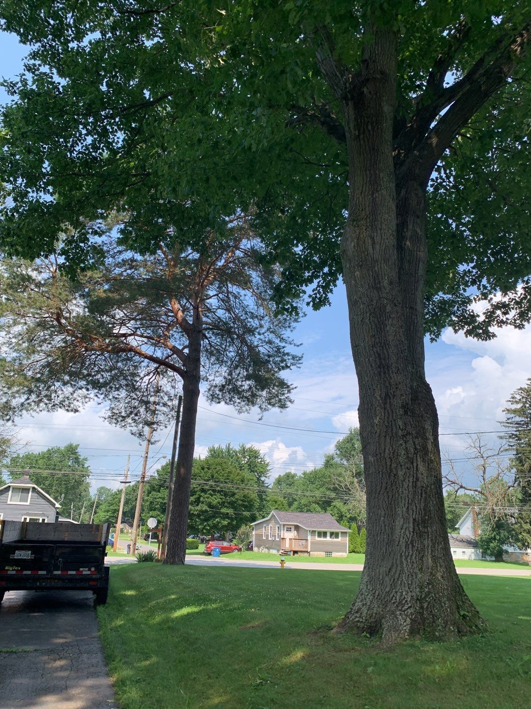 Tree Trimming by Mike Jones & Sons Tree Service LLC 