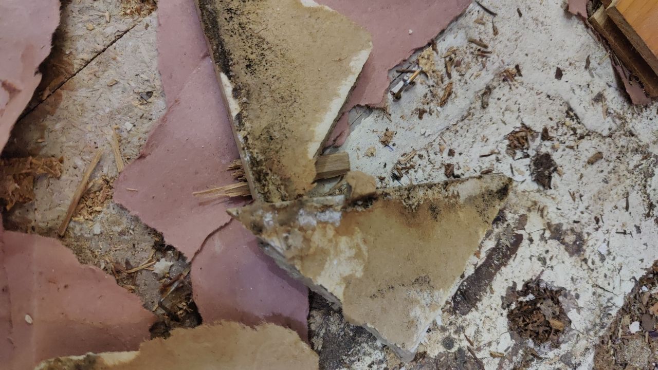 Mold Damage by Accountable Home Services