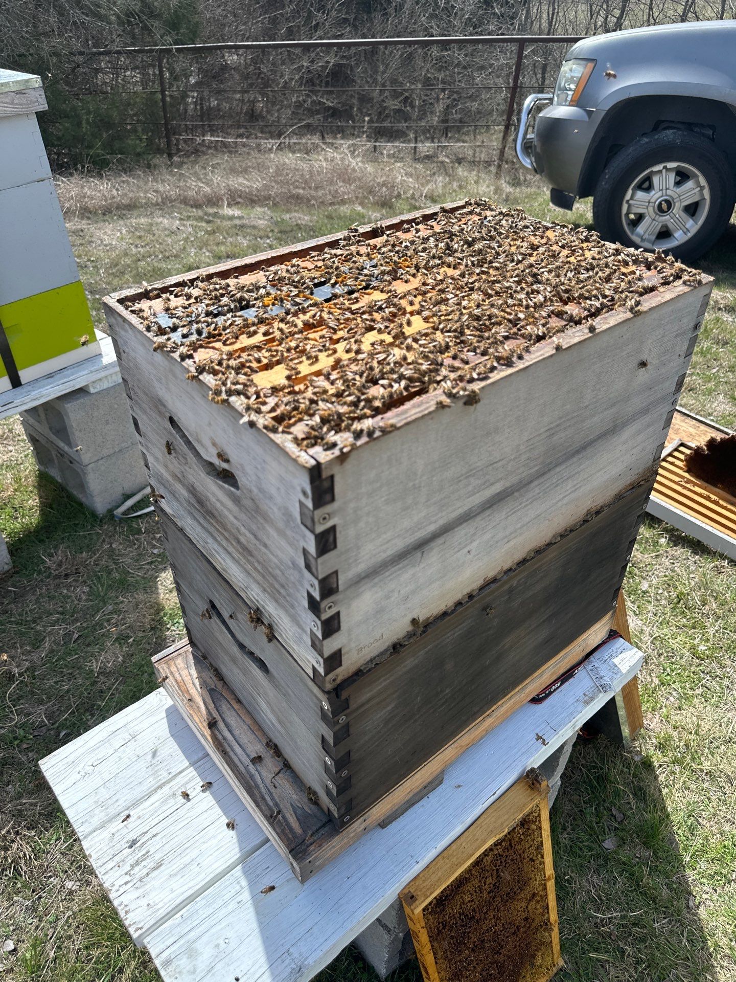 Bees for Ag. Exemption in Heath by Rockwall Honey Bee Company