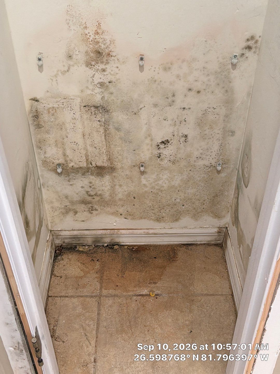 Fort Myers Water Damage Restoration and Professional Mold Remediation by Microscope