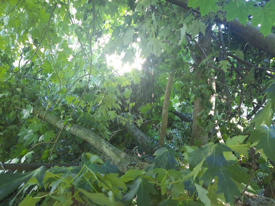 Storm Damaged Tree Removal  using Tree Removal by Mike Jones & Sons Tree Service LLC 