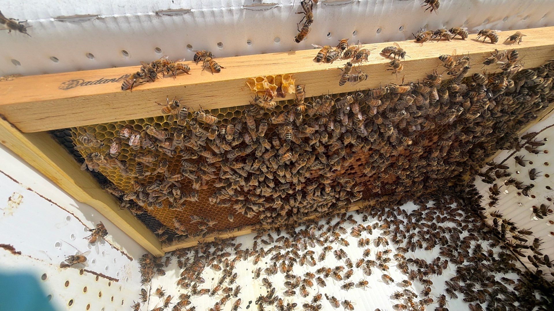 Hometown New Beek by Rockwall Honey Bee Company