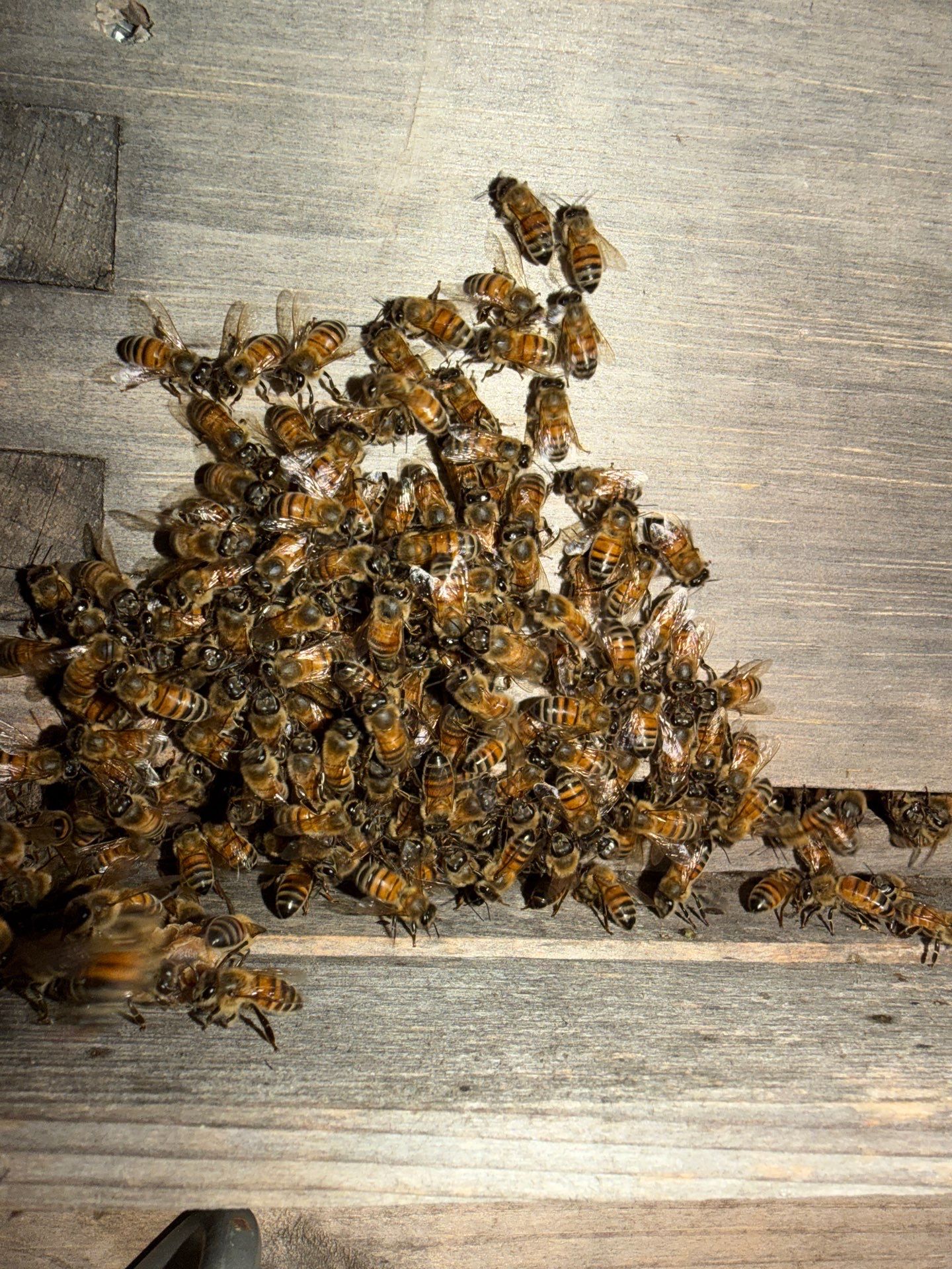 Bees by the Lot by Rockwall Honey Bee Company