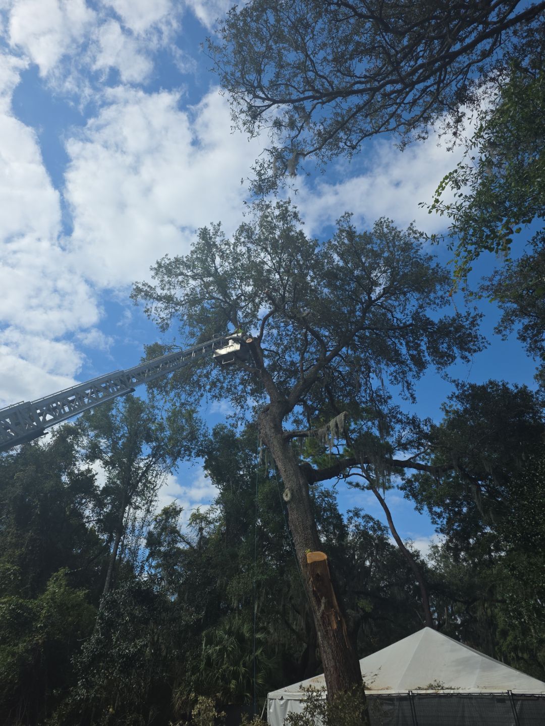 Episcopal | Large Tree Removal by ProGreen Services