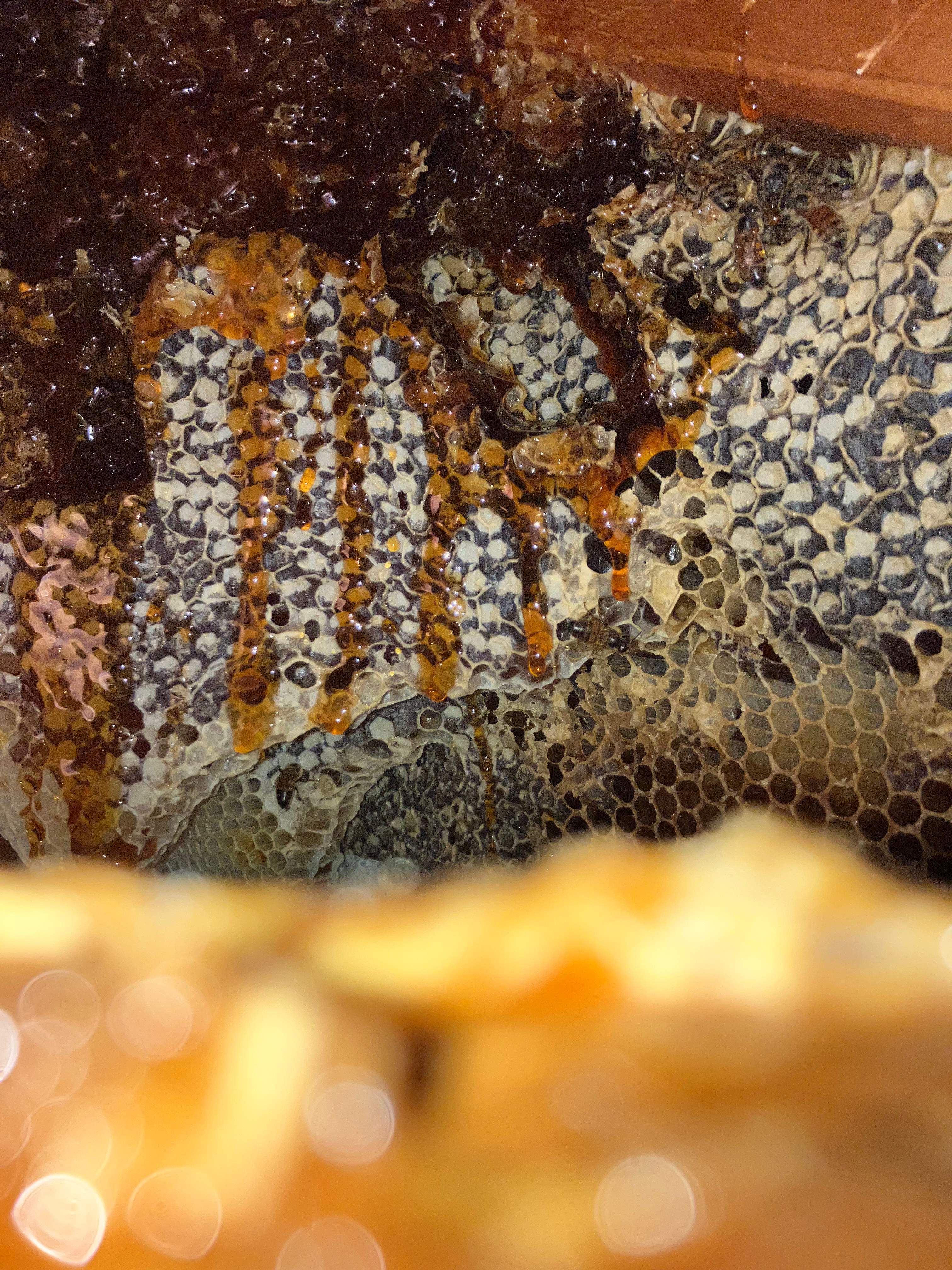 Dripping Deadout by Rockwall Honey Bee Company