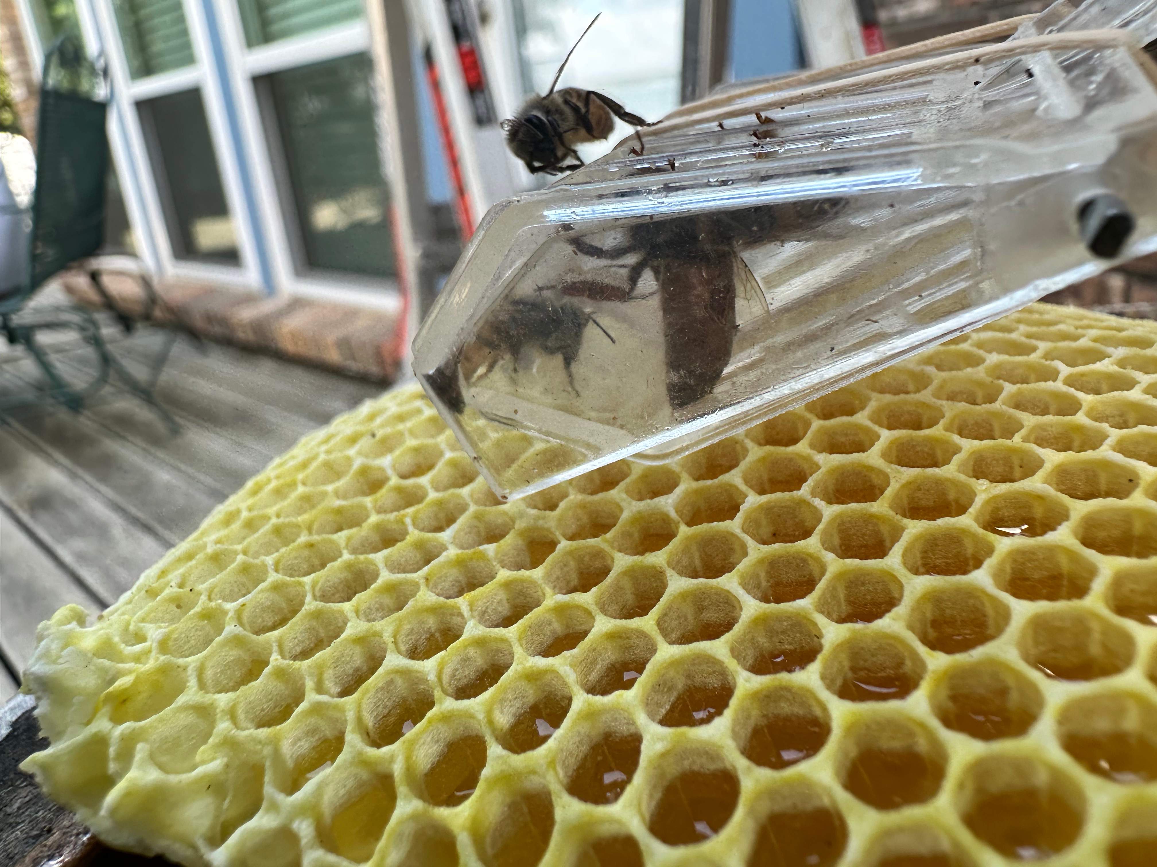 Caged Queen by Rockwall Honey Bee Company