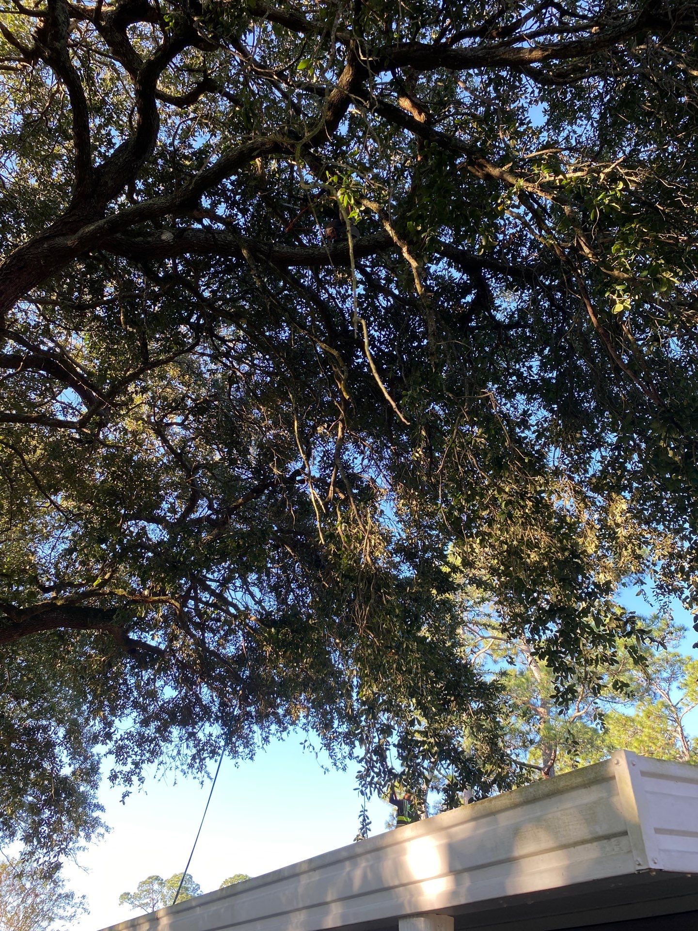 Tree Trimming | Residential by ProGreen Services