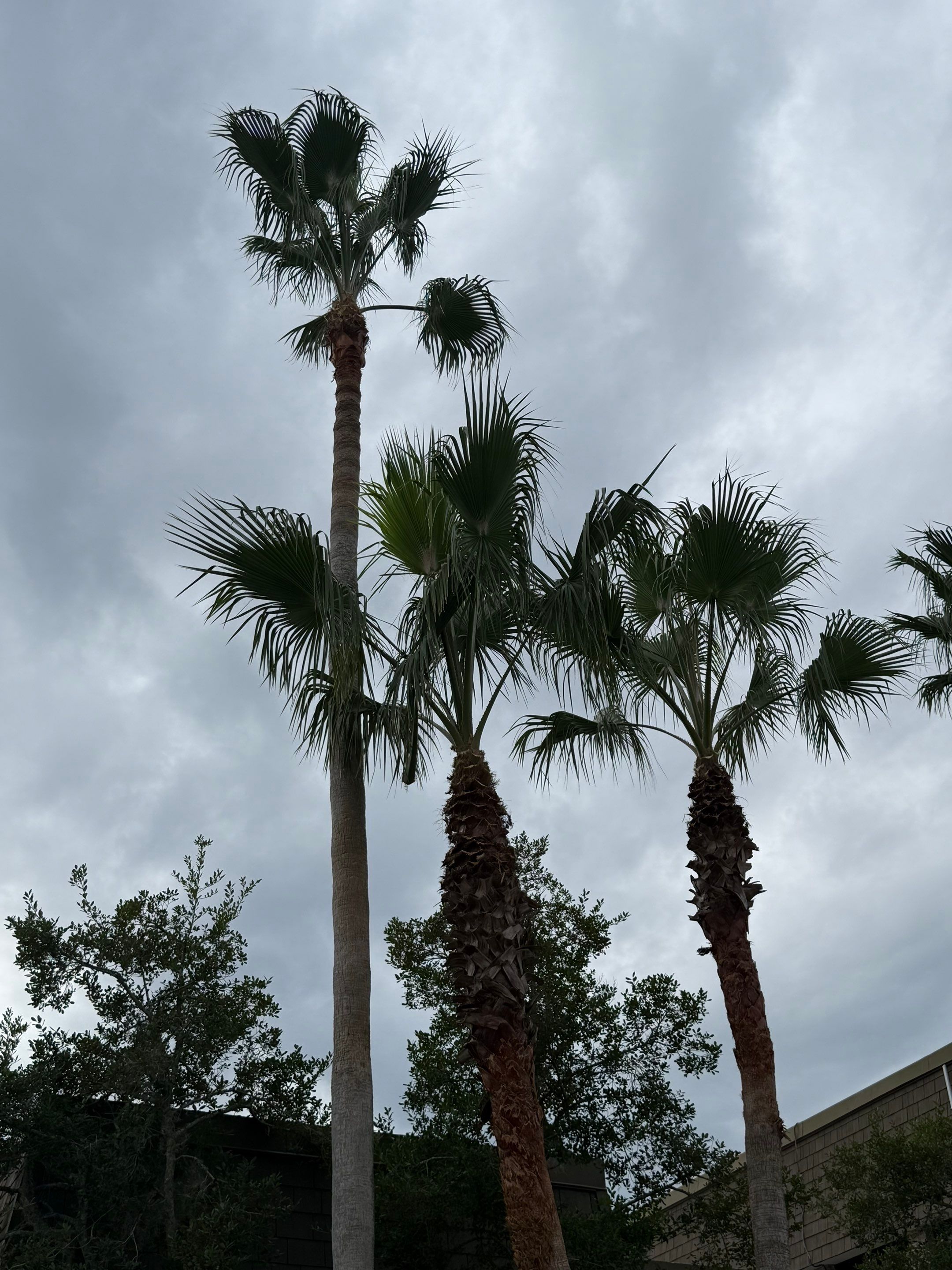 Volunteer Work | Episcopal High School of Jacksonville by ProGreen Services