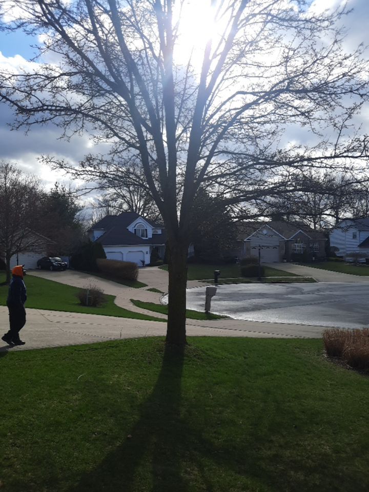 Tree Removal using Tree Removal by Mike Jones & Sons Tree Service LLC 