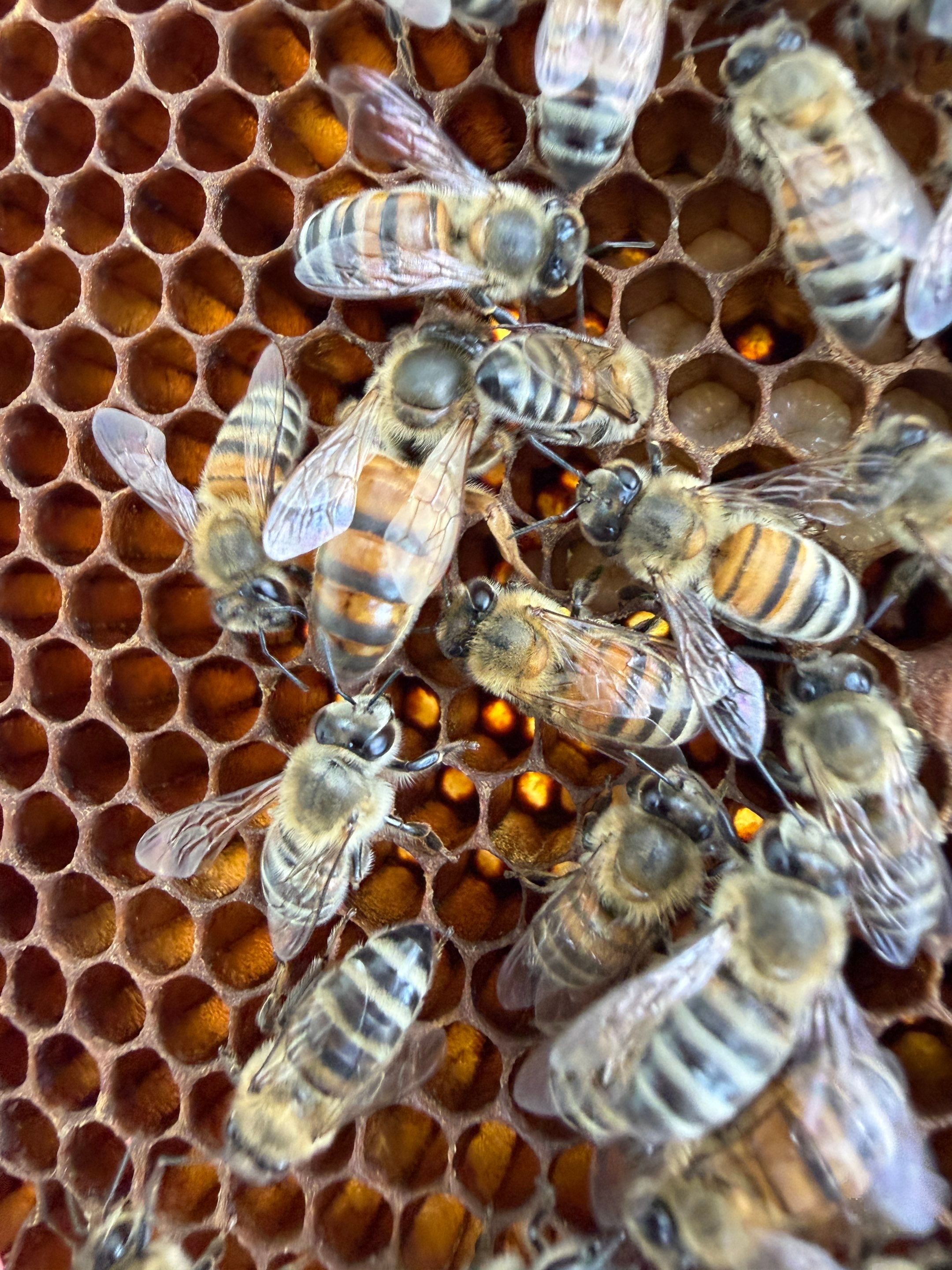 Baseball Diamond Apiary by Rockwall Honey Bee Company