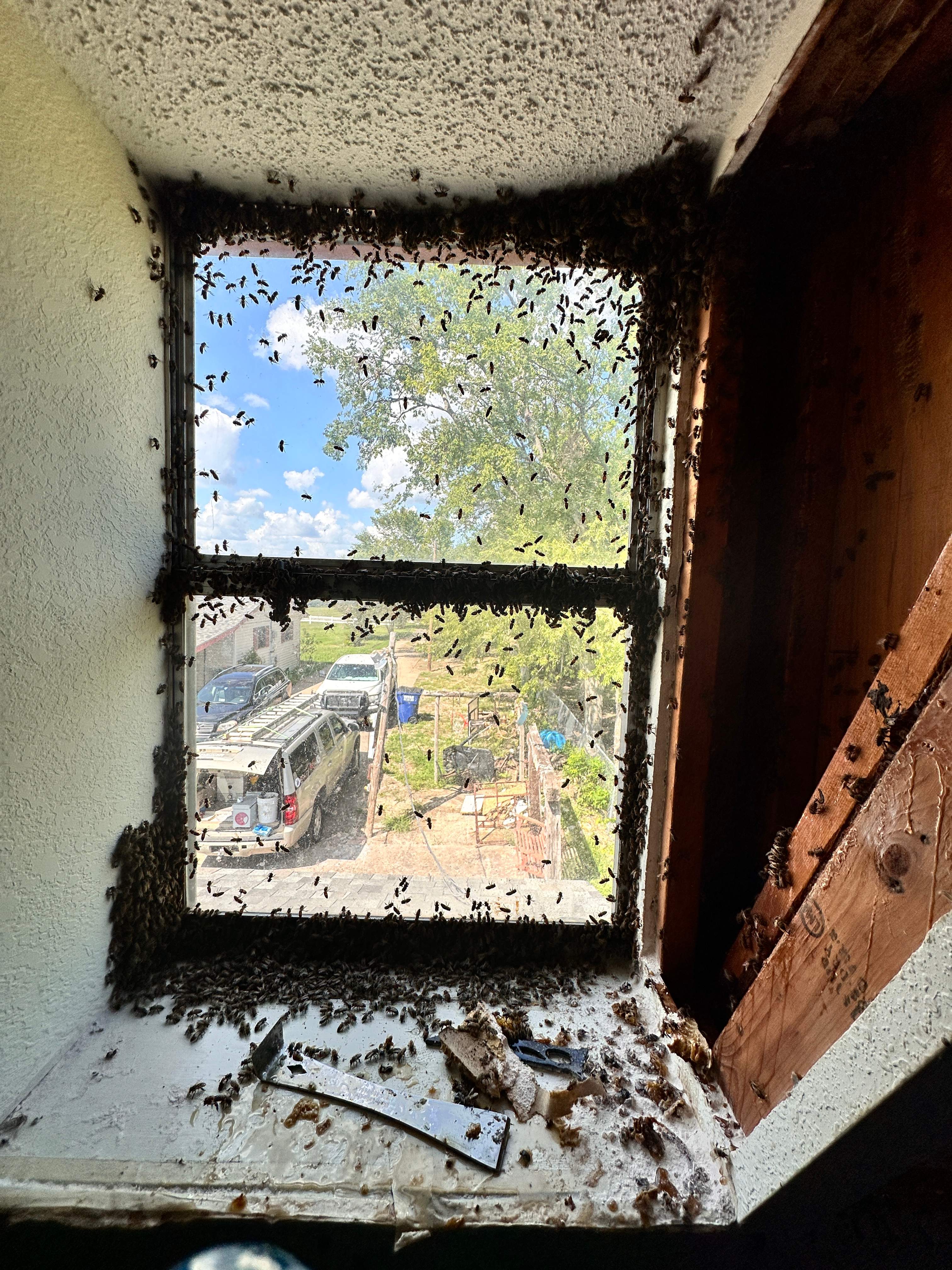 Sheetrock Bees by Rockwall Honey Bee Company