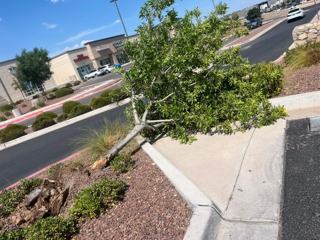 Commercial Job- Tree removal by Castro Brothers Solutions