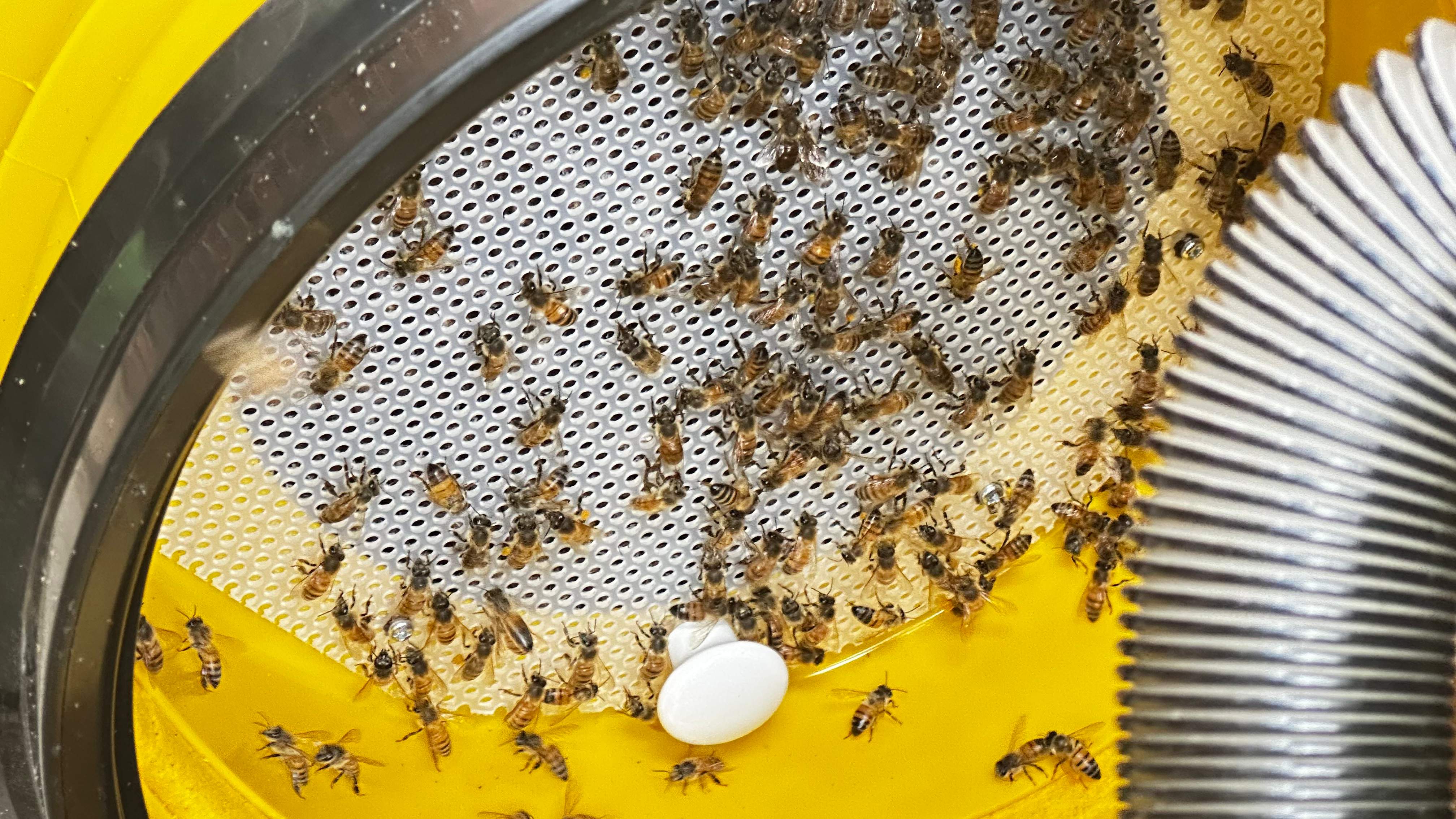 Feet Bees by Rockwall Honey Bee Company