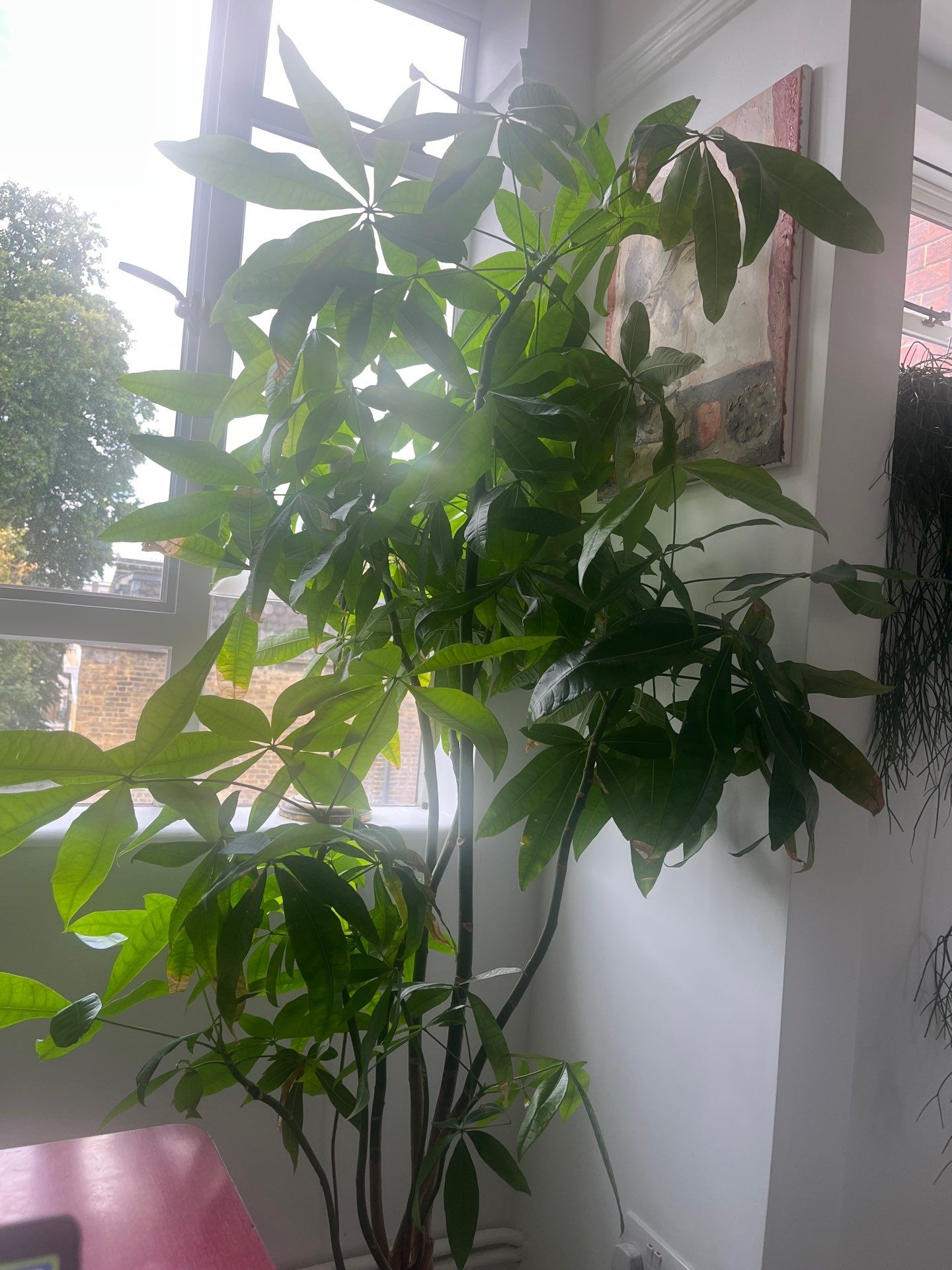 London Residential Interior Refresh and Indoor Plant Installation by CompanyCam Sales Demo