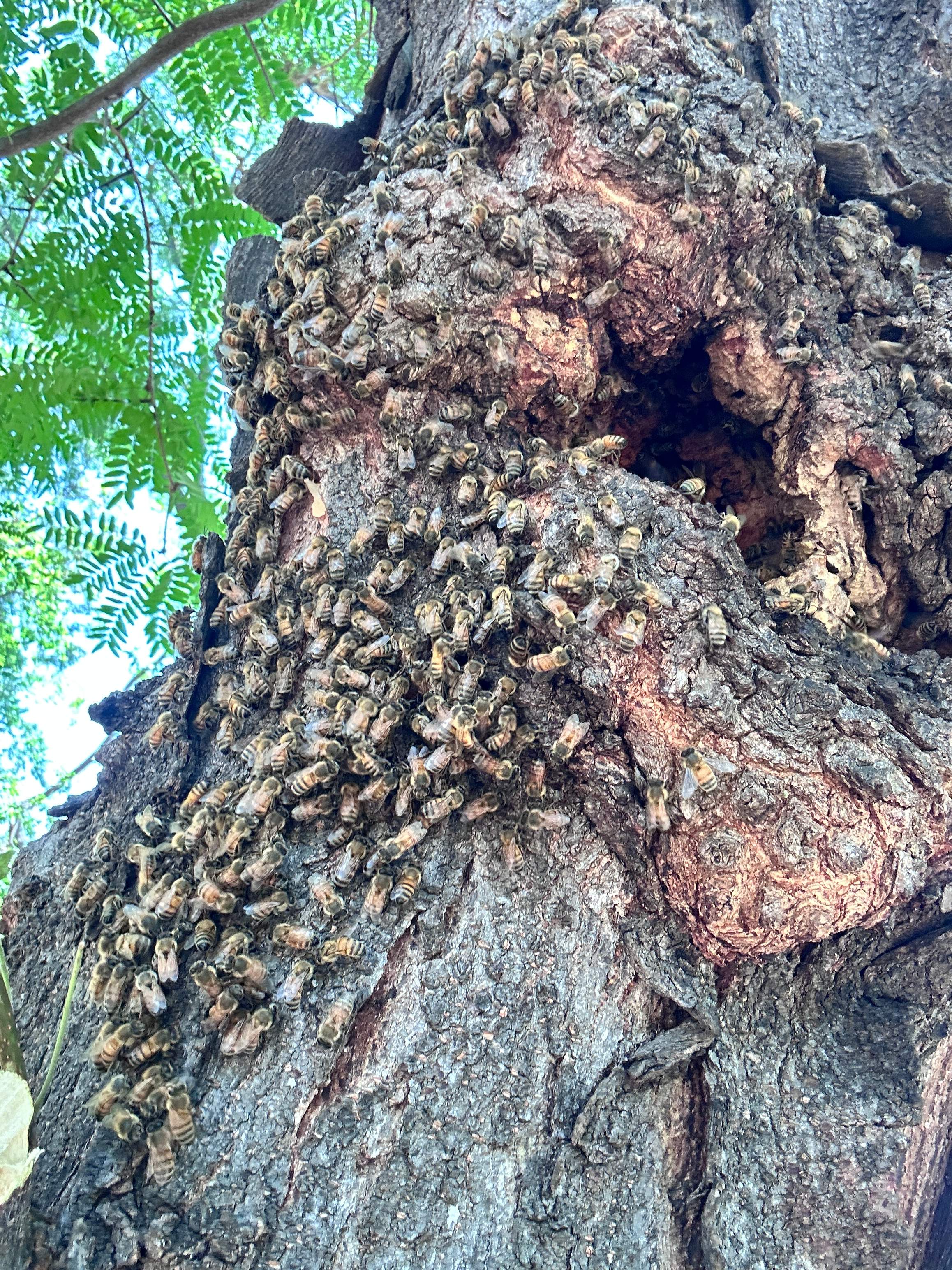 Two More Trees, One More Yard by Rockwall Honey Bee Company
