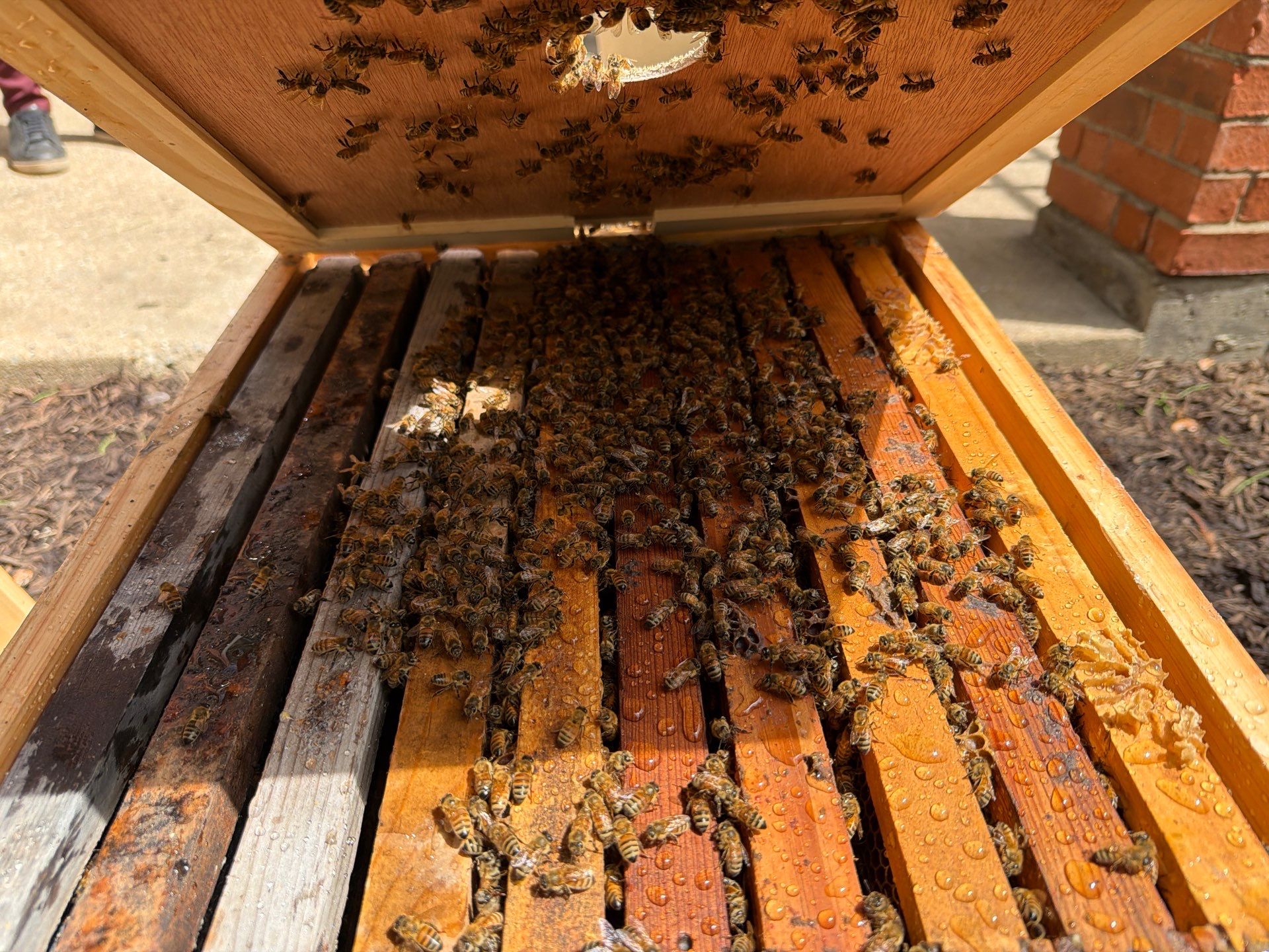 Apartment Retreat for Honey Bees in Garland by Rockwall Honey Bee Company