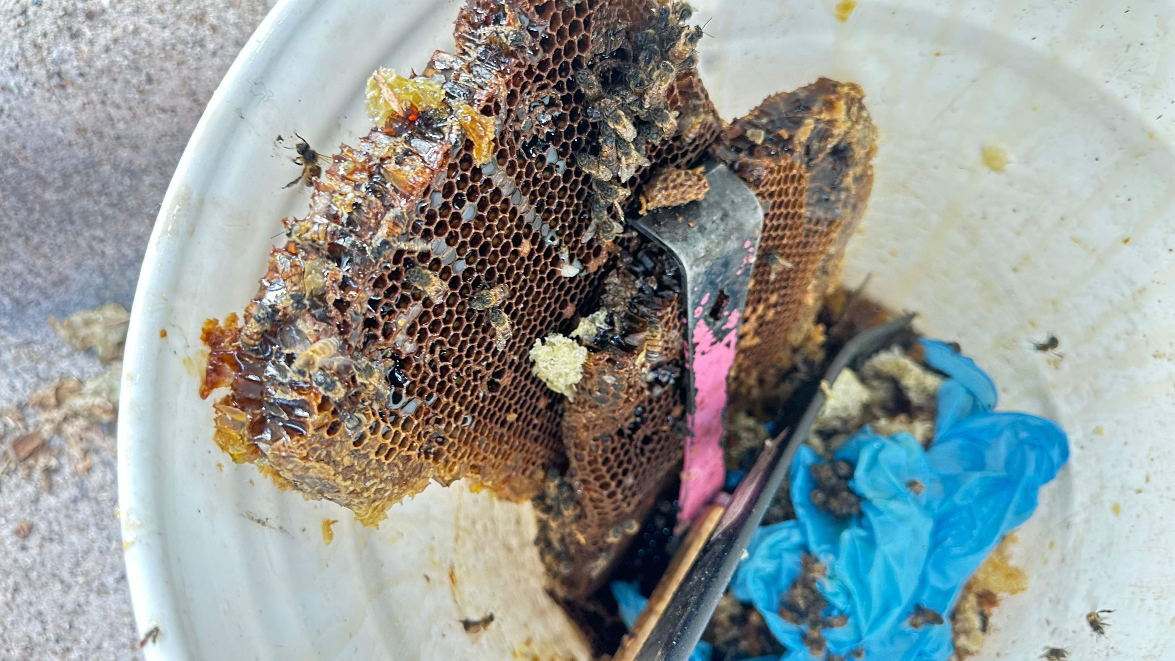 Under-foot. by Rockwall Honey Bee Company