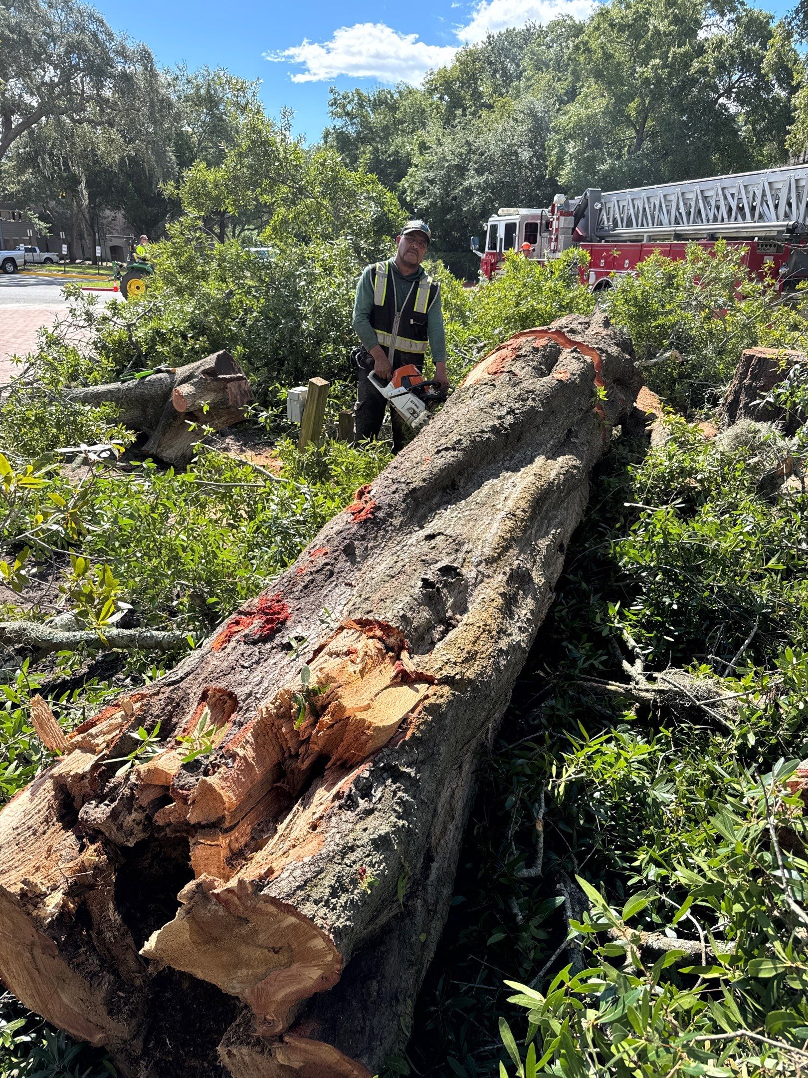 Welcome Center Tree Removal | Episcopal School of Jacksonville by ProGreen Services