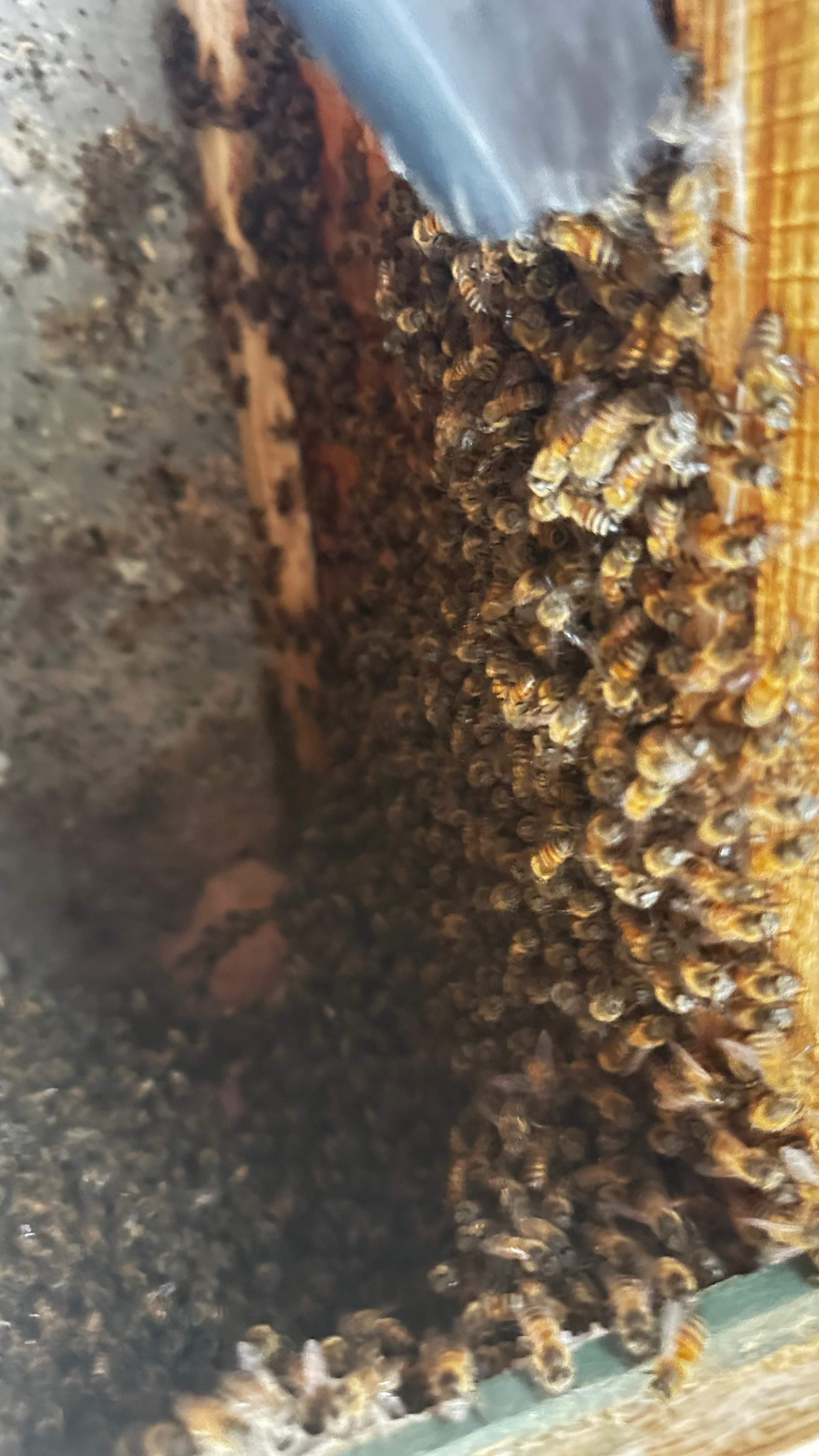 Feet Bees by Rockwall Honey Bee Company