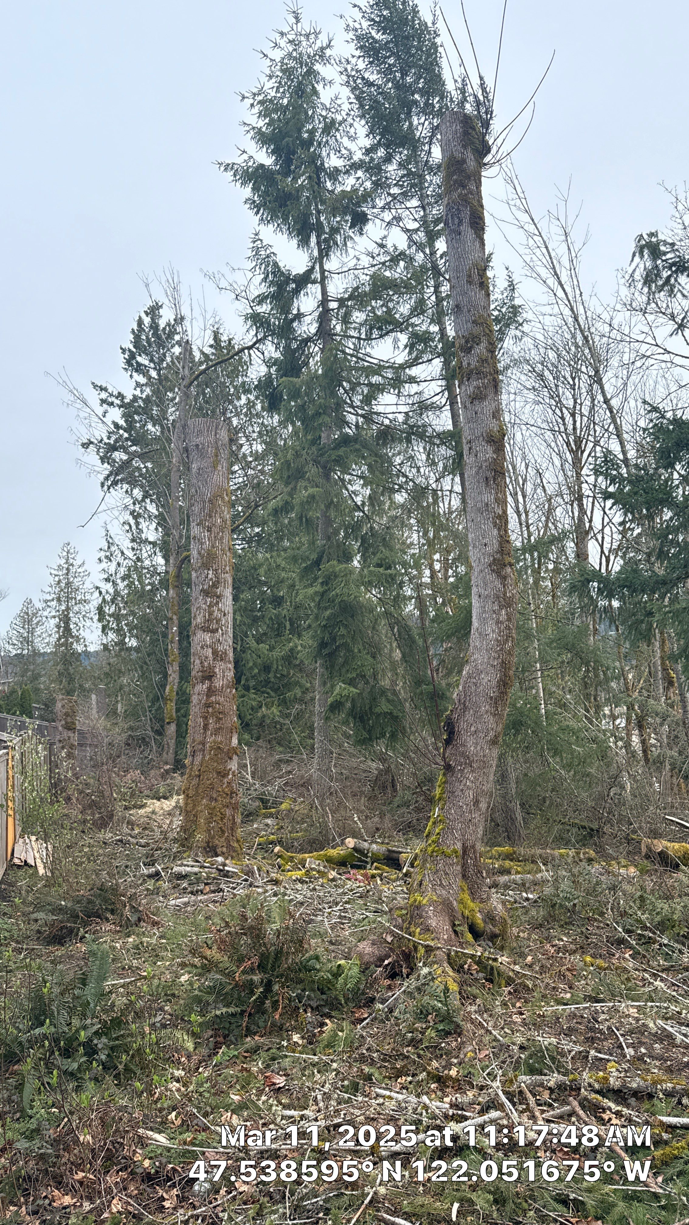 Code Correction Letter Response using Tree Survey by Sound Tree Care LLC