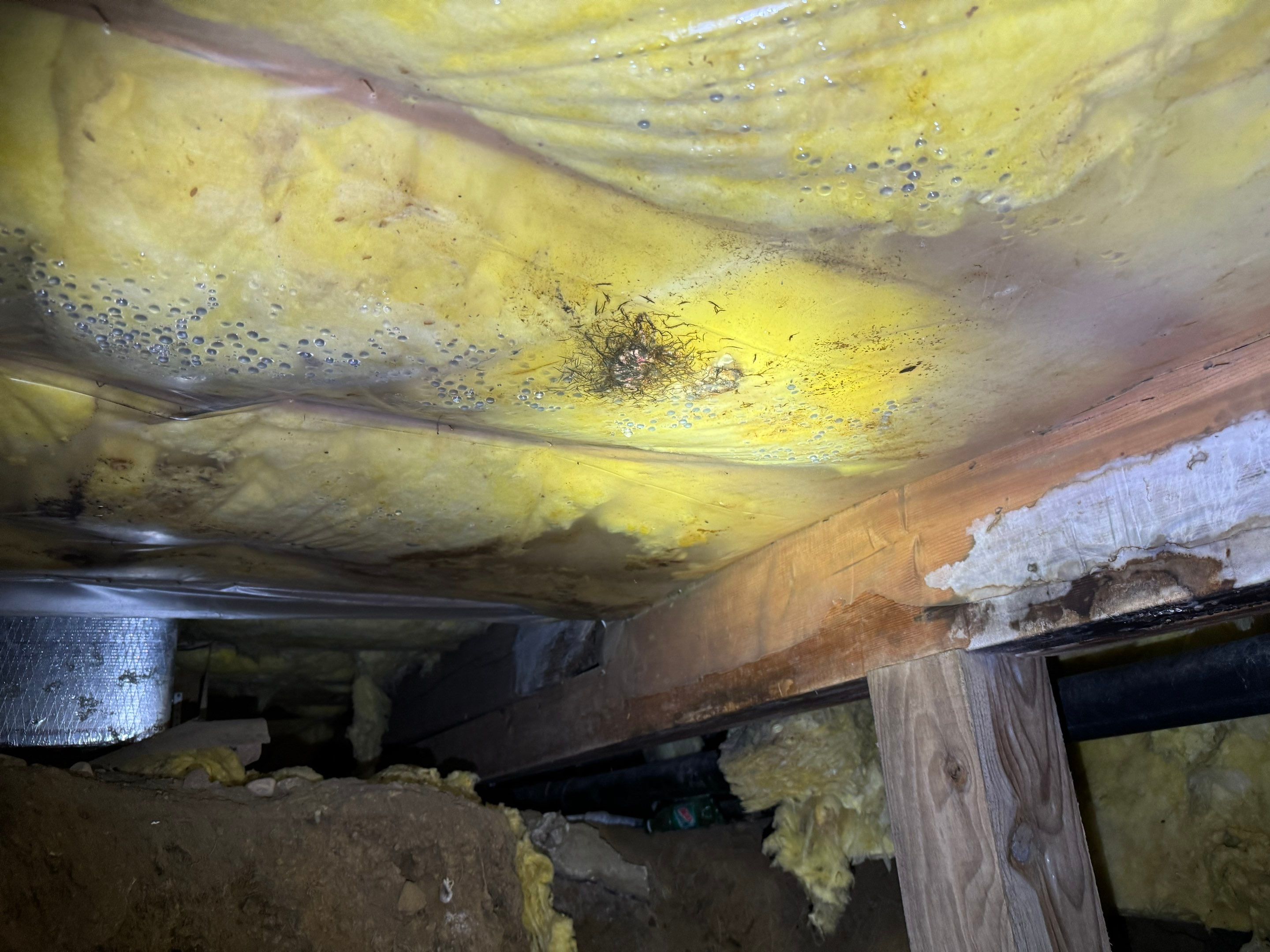 Mold Remediation (Basement) using Home Guarantee by Home Guarantee, LLC