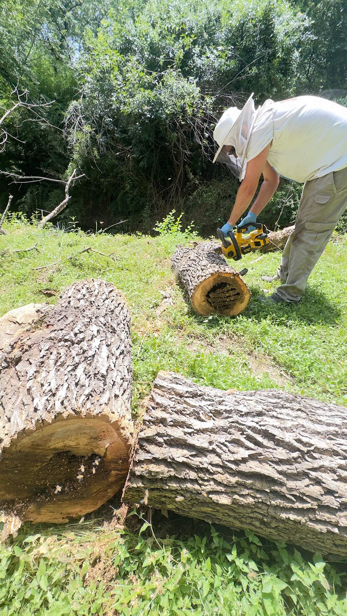 Two Trees One Yard by Rockwall Honey Bee Company