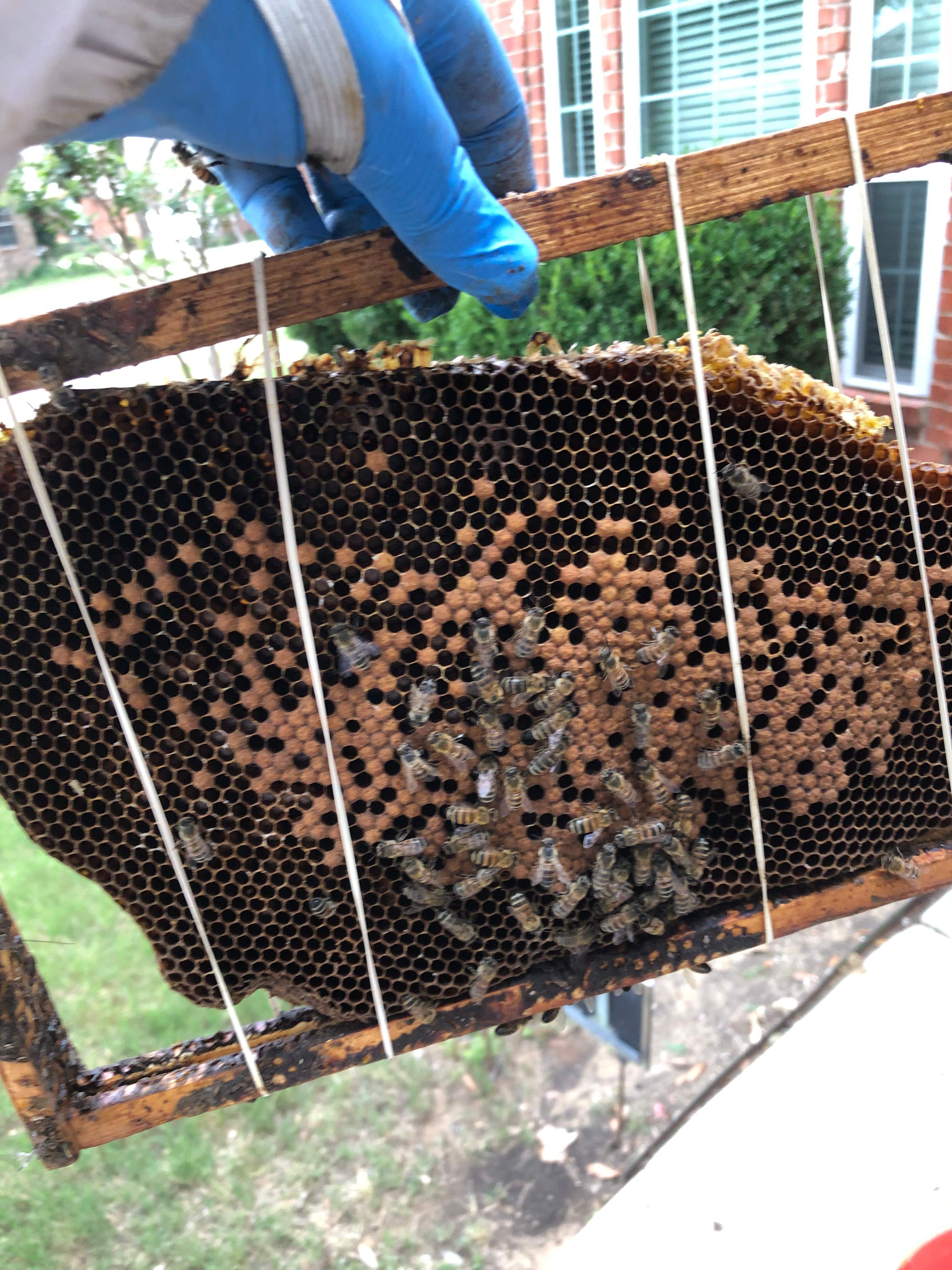 Caution! by Rockwall Honey Bee Company