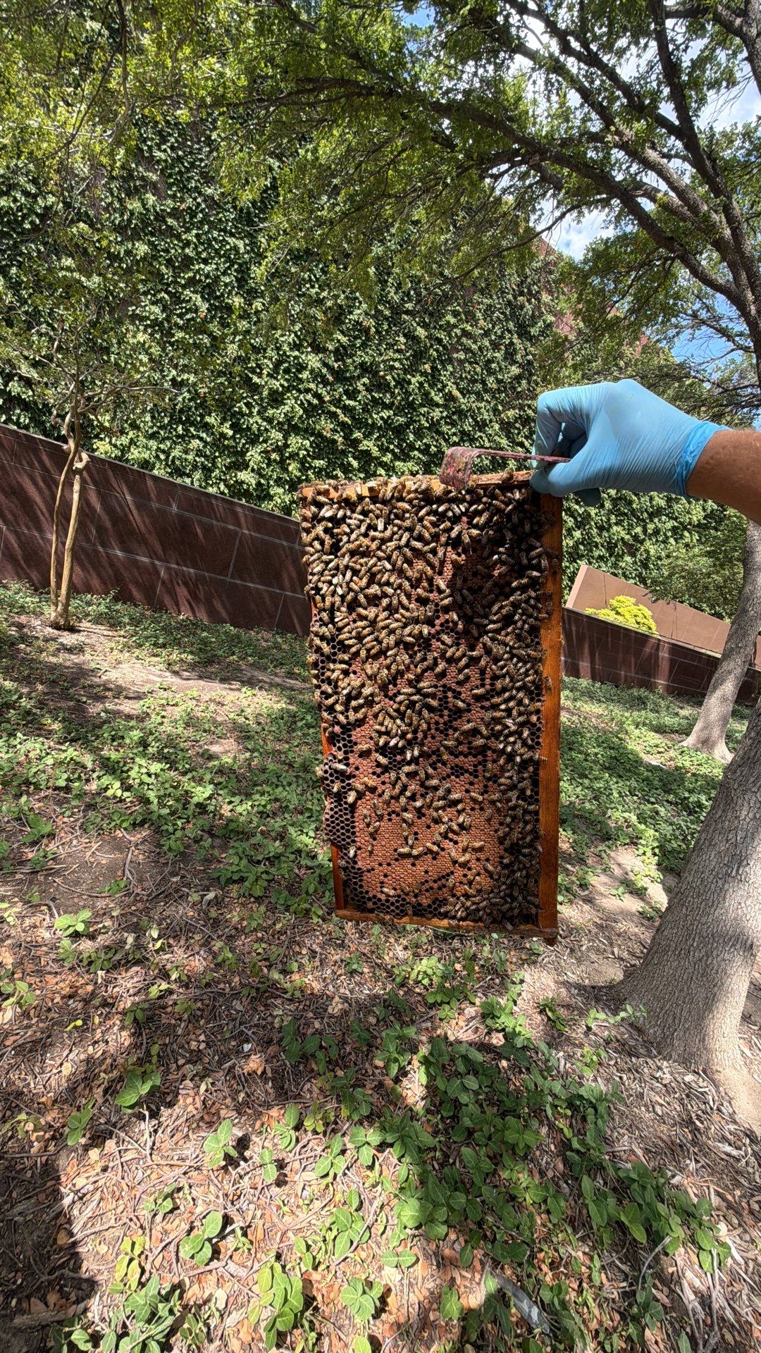 Urban Bees in North Dallas by Rockwall Honey Bee Company
