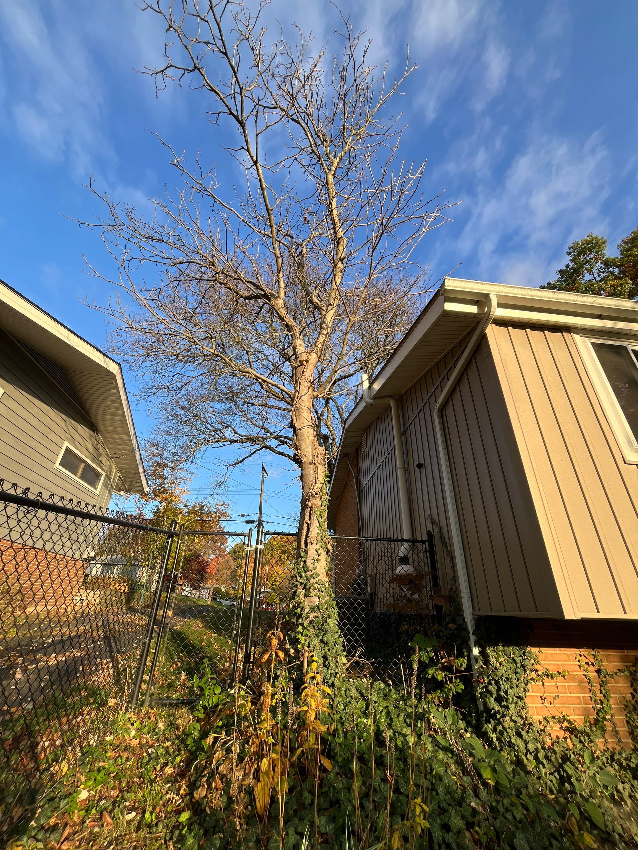 Tree Removal using Tree Removal by Mike Jones & Sons Tree Service LLC 