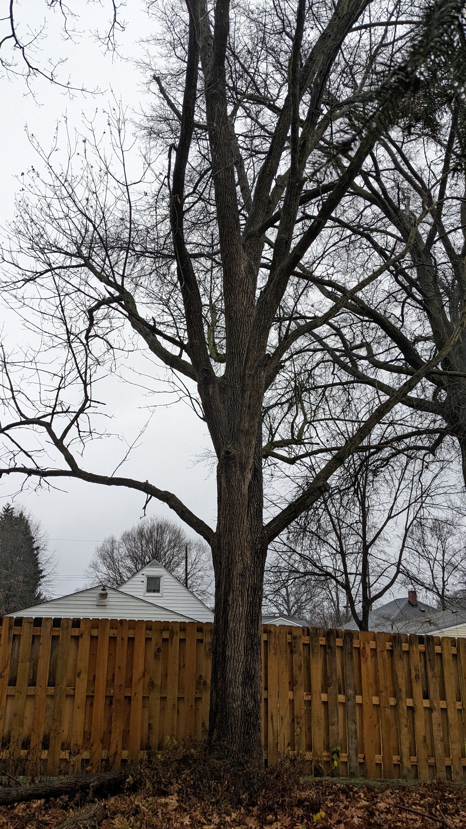 Tree Removal using Tree Removal by Mike Jones & Sons Tree Service LLC 