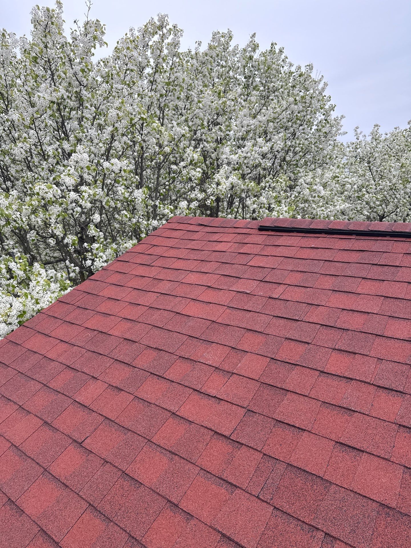 Springfield: Residential Roof Replacement with CertainTeed Landmark Pro in Max Def Red Oak by RM Banning, Inc.