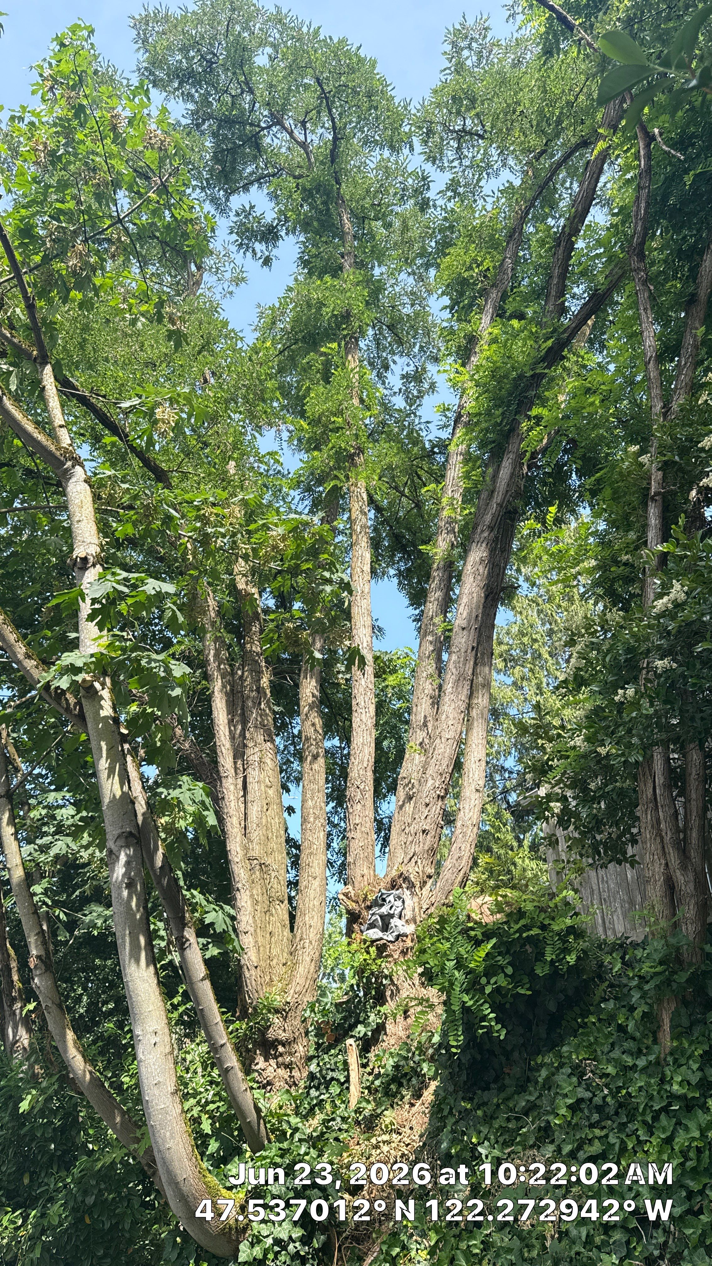 Seattle Hazardous Tree Removal Along Residential Street by Sound Tree Care LLC