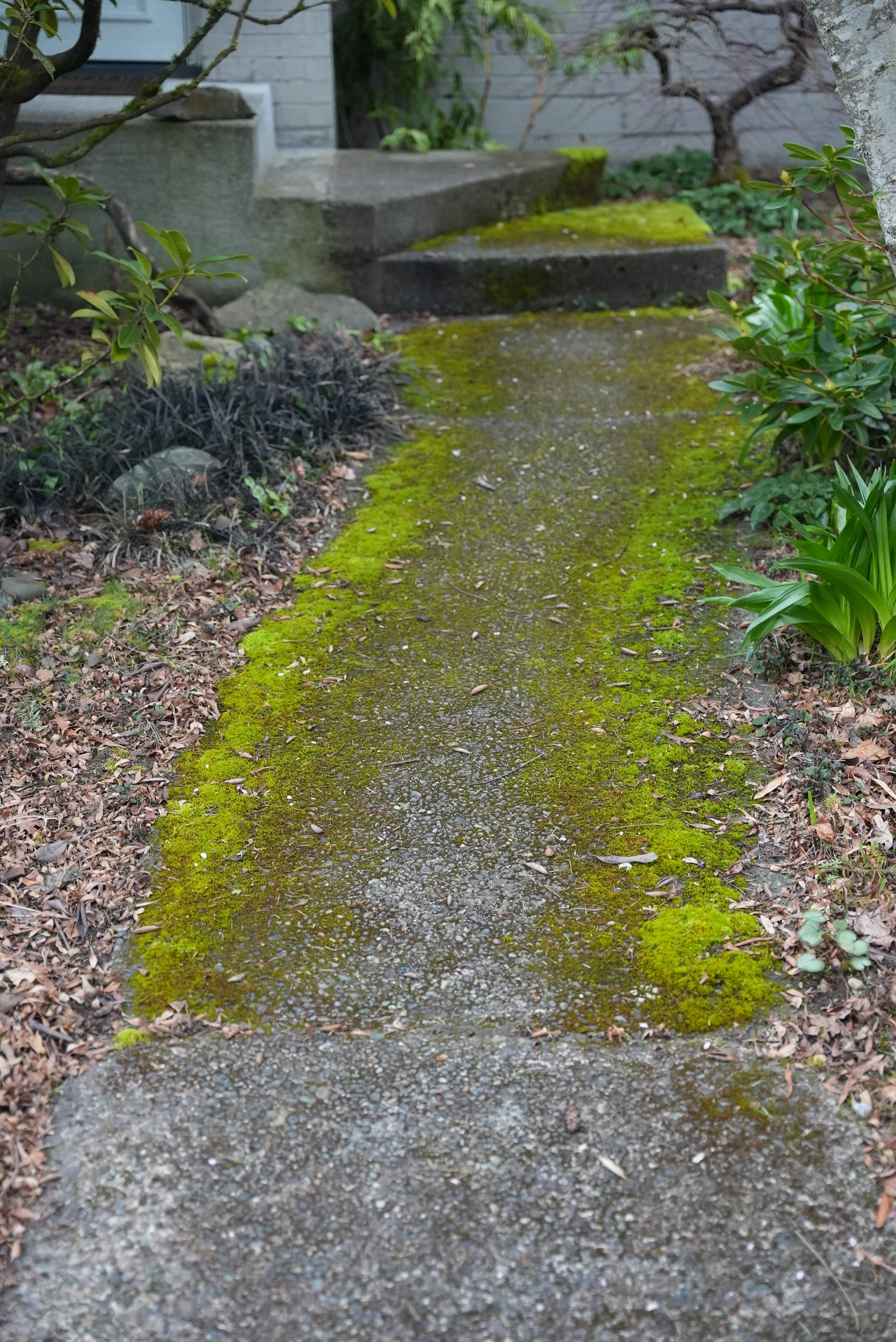 Pavers Driveway & Walkway with Concrete Lip | Seattle  by Jireh Asphalt & Concrete Inc 