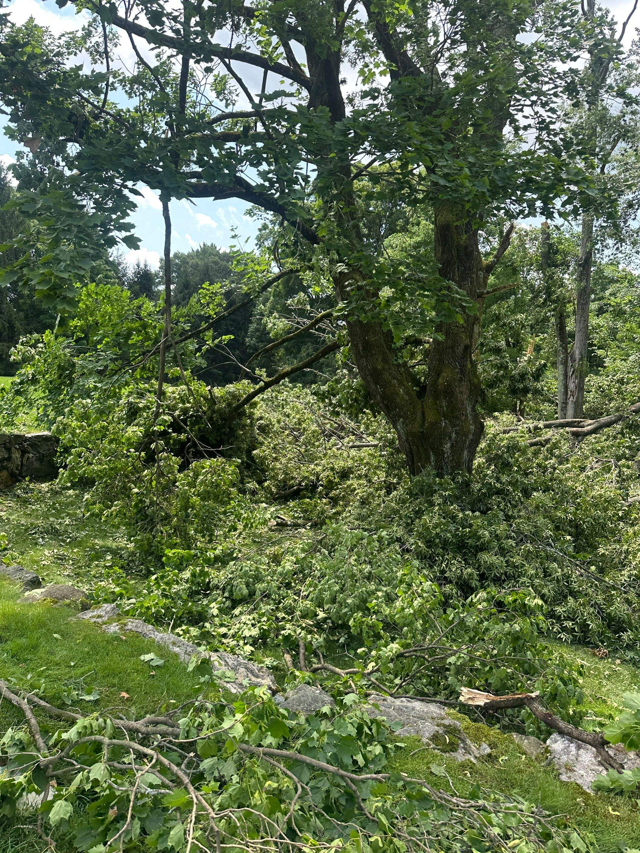 Emergency Tornado Damage Cleanup and Hazardous Tree Removal in Harrison by Fox Hill Luxury Real Estate Services