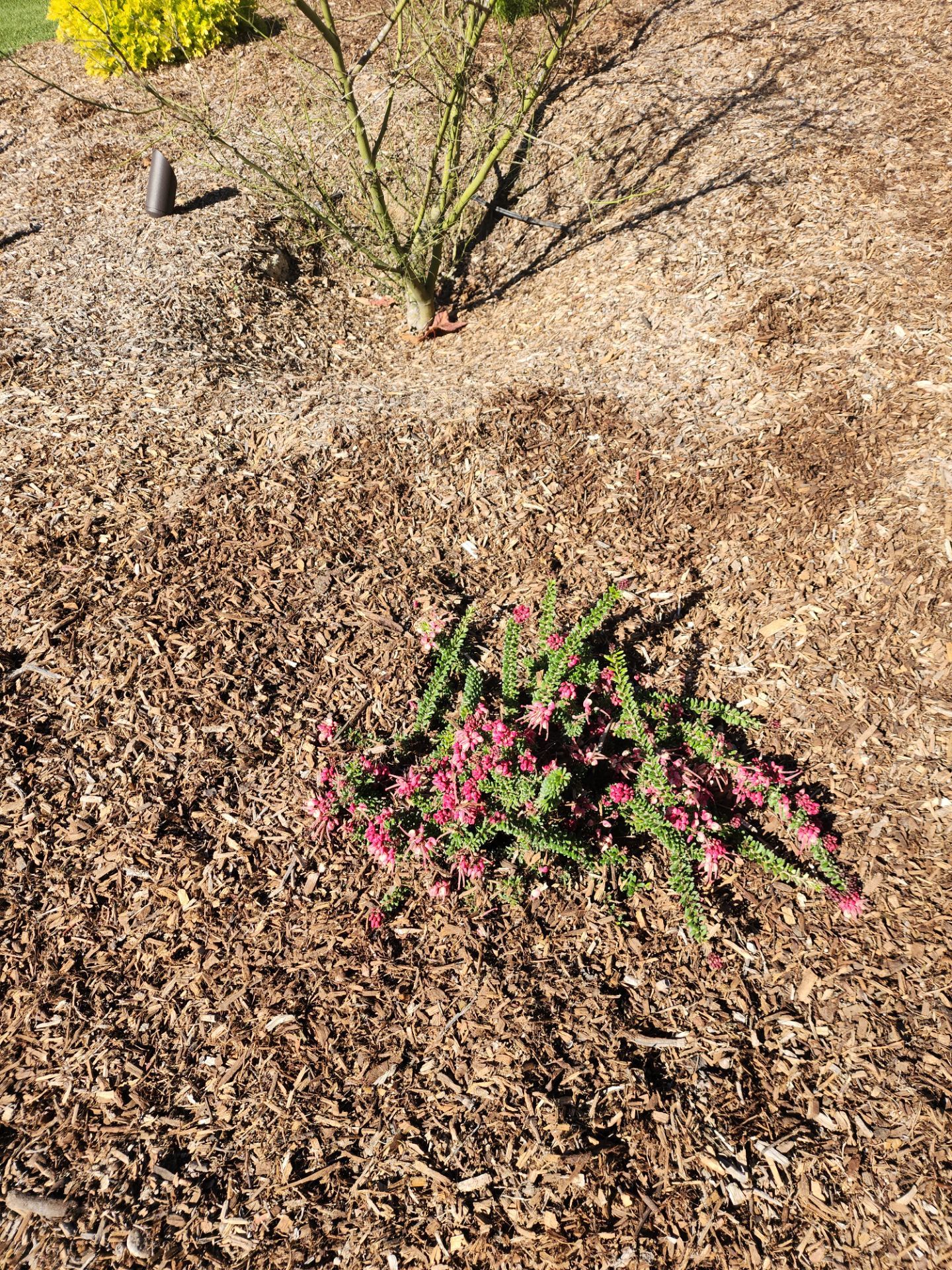 Modern Planting Installation and Low-Maintenance Landscaping in San Diego by Yard Techs