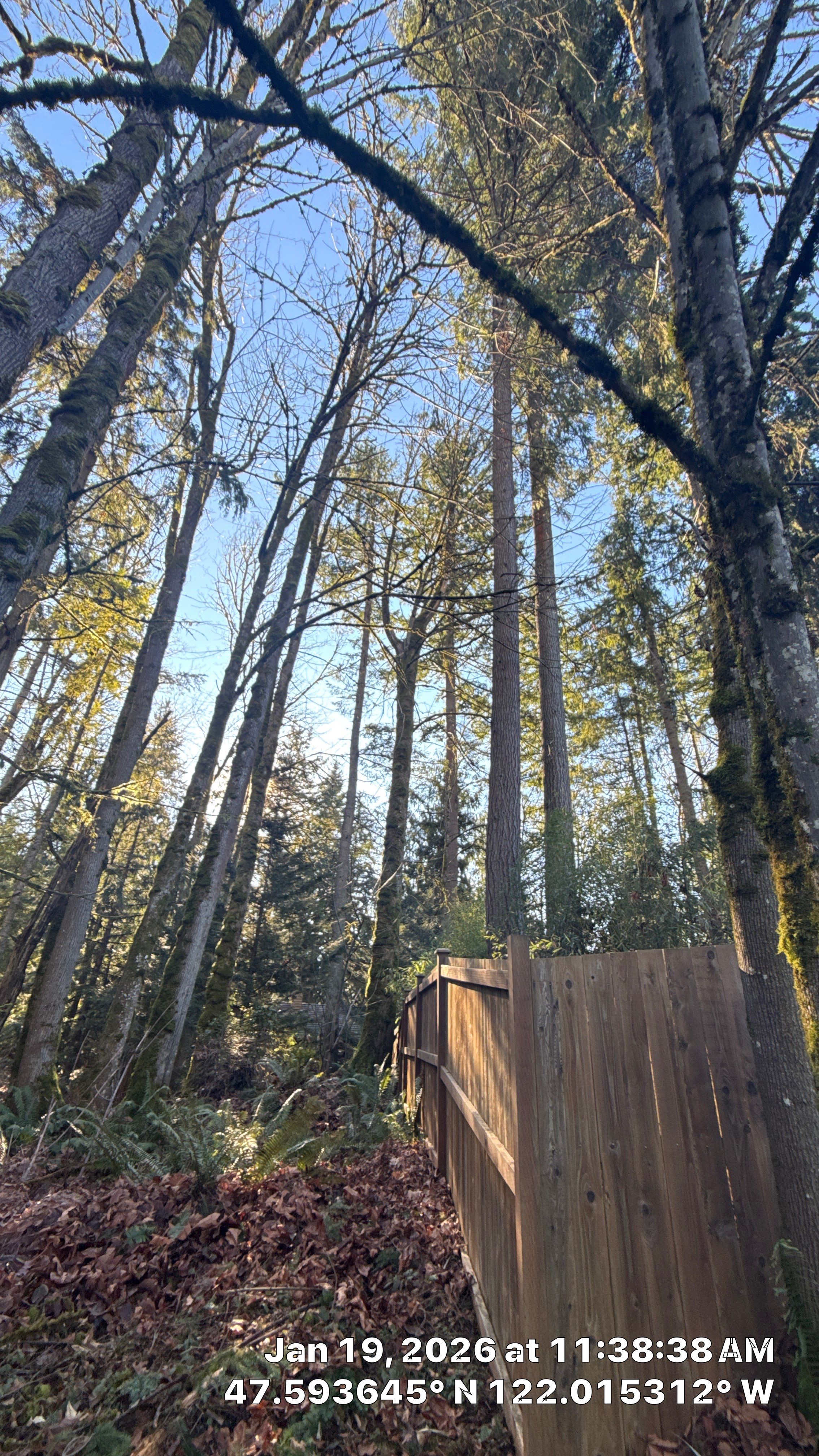 Bigleaf Maple Tree Removal in Sammamish by Sound Tree Care LLC