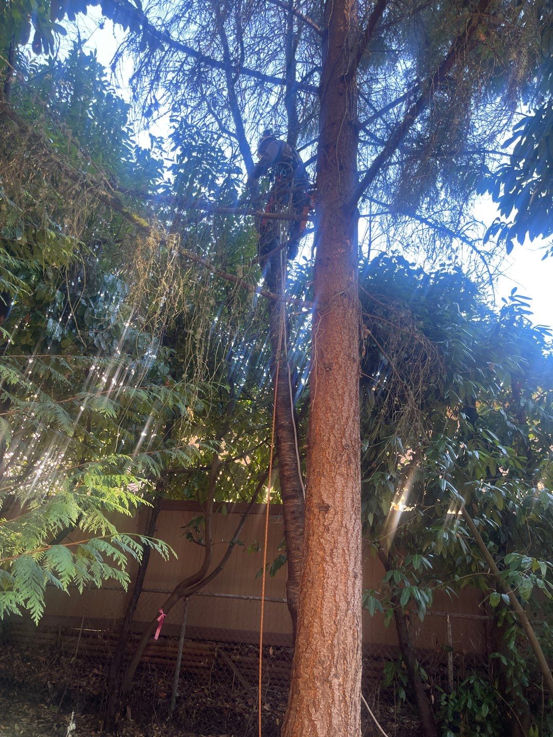 Tree Removal using Tree Removal by Mike Jones & Sons Tree Service LLC 