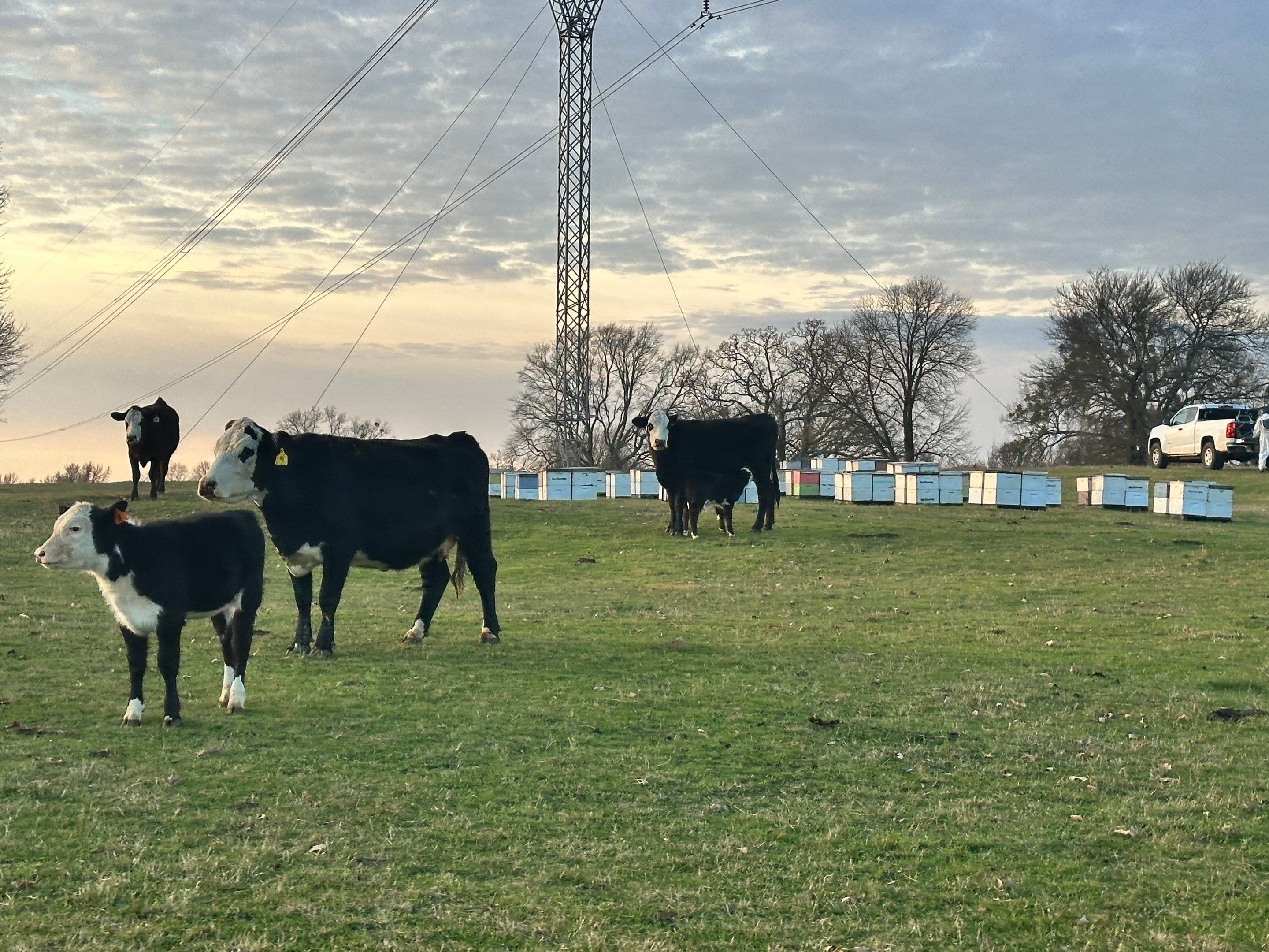 Clubb's Cow Farm Apiary by Rockwall Honey Bee Company