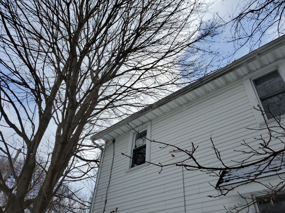 Tree Trimming using Tree Pruing by Mike Jones & Sons Tree Service LLC 