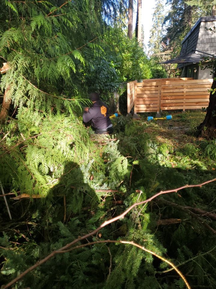 Tree Removal using Tree Removal by Mike Jones & Sons Tree Service LLC 