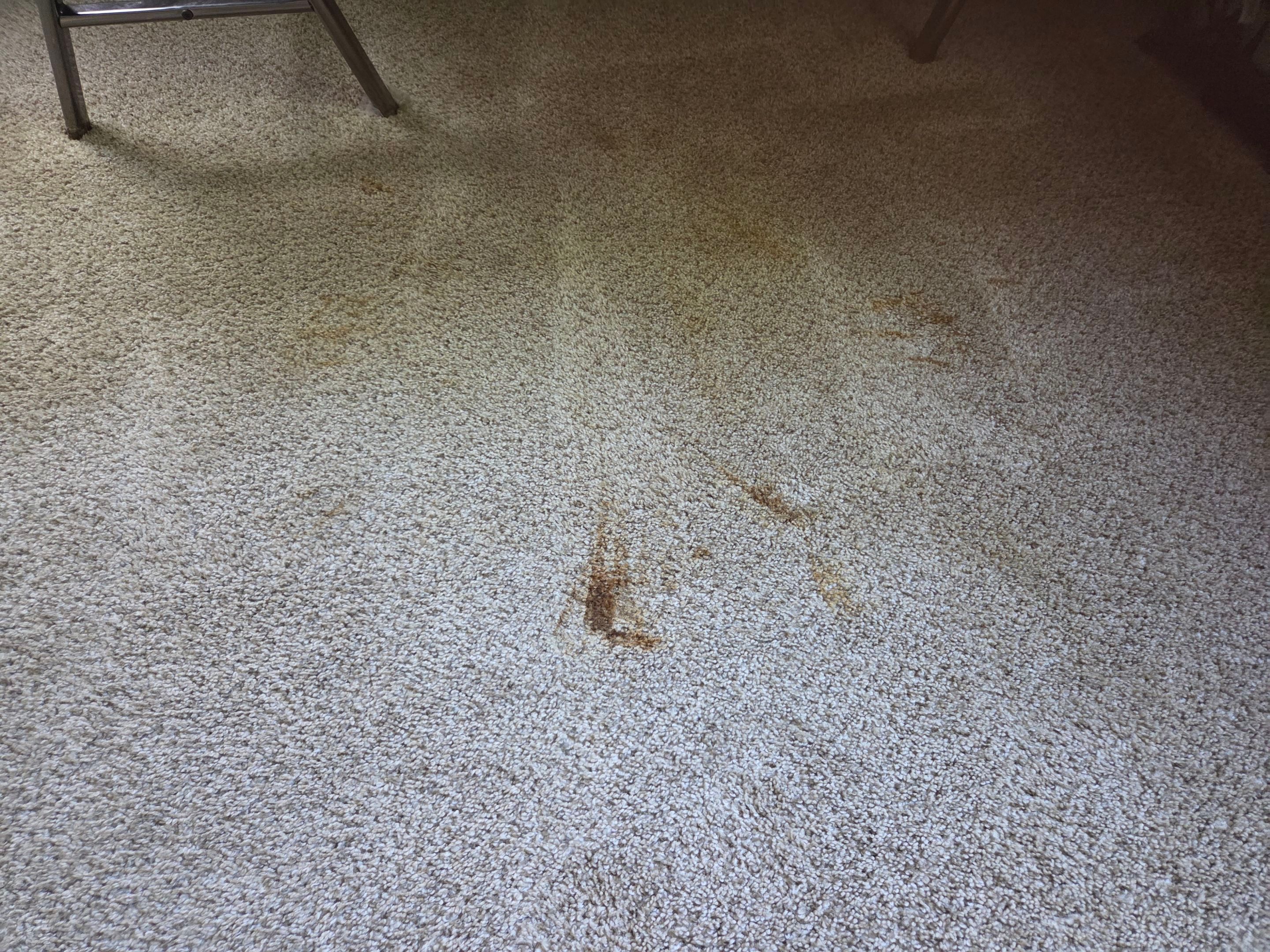 Carpet Cleaning with Stain Removal by Ardent Carpet Restore LLC