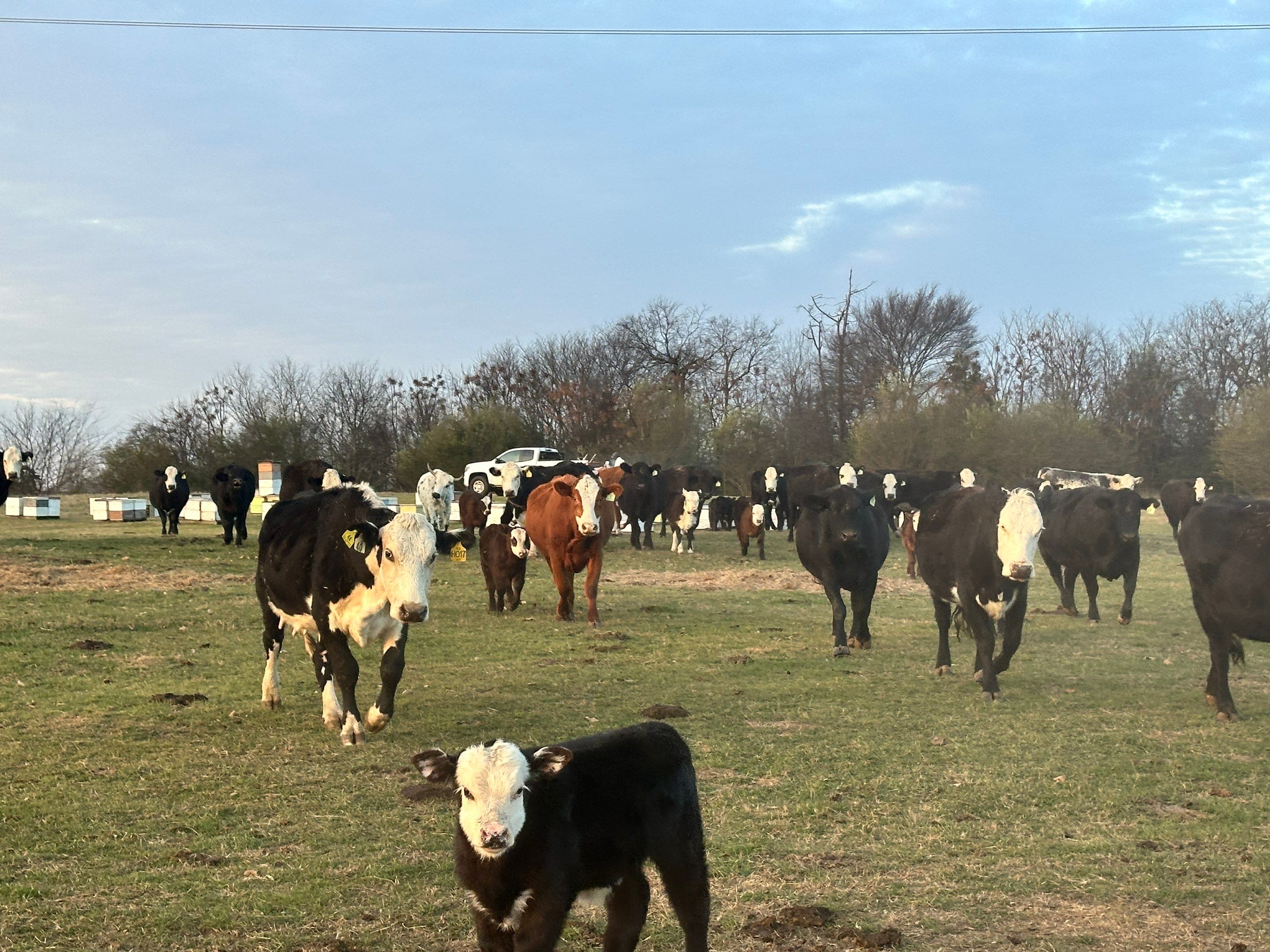 Clubb's Cow Farm Apiary by Rockwall Honey Bee Company