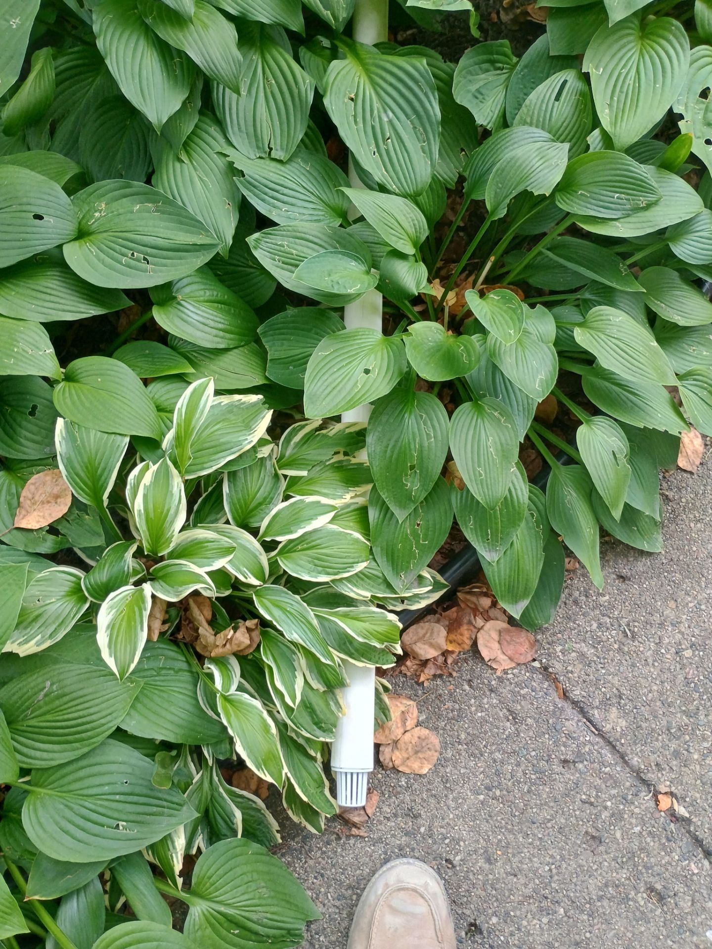 Another Drain Tile Project in the Books by Waterproofing Northeast