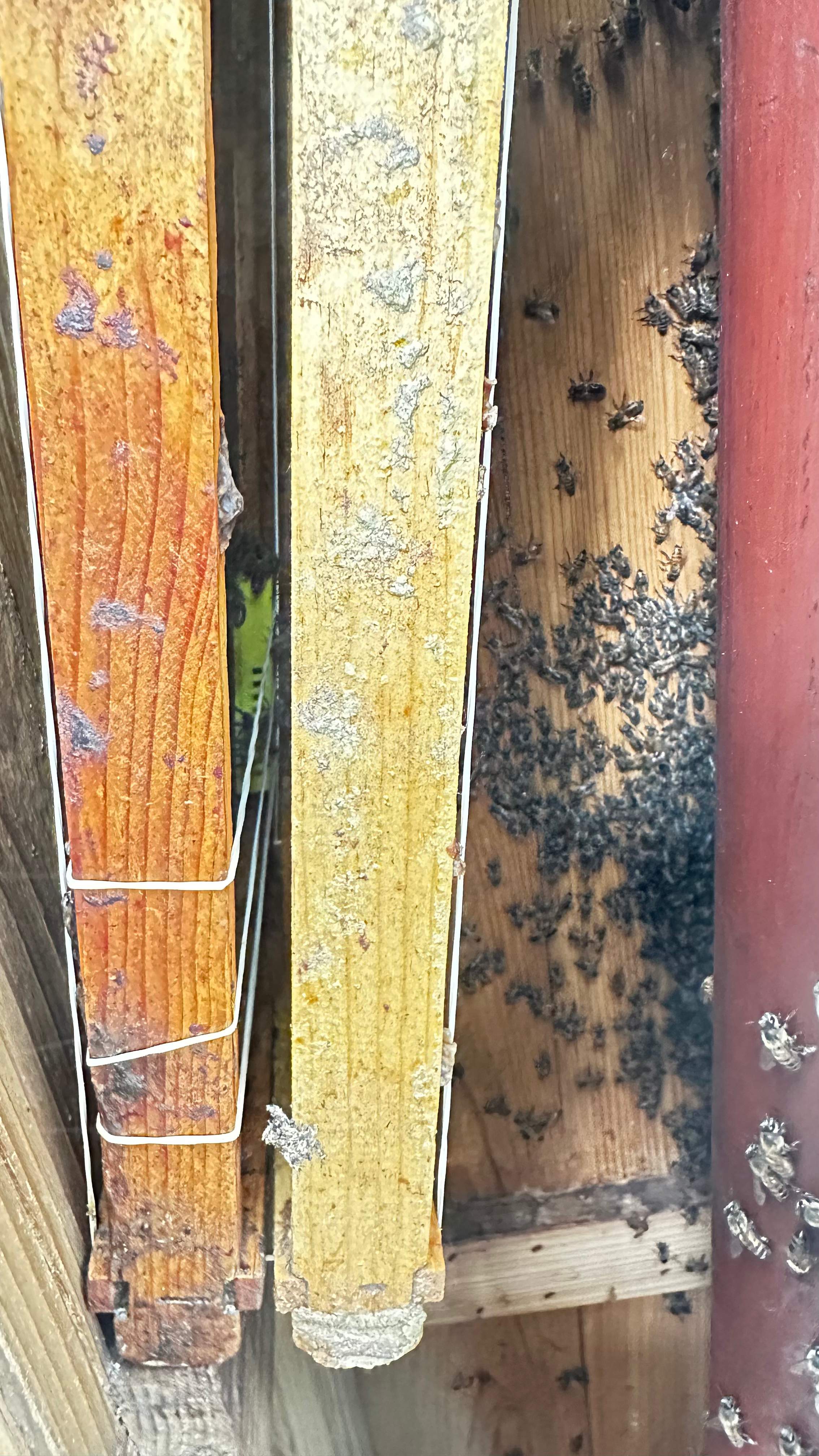 Column Bees by Rockwall Honey Bee Company