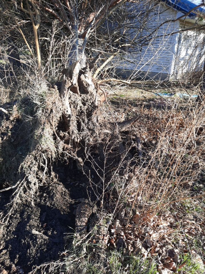 Storm Damaged Tree Removal  using Tree Removal by Mike Jones & Sons Tree Service LLC 