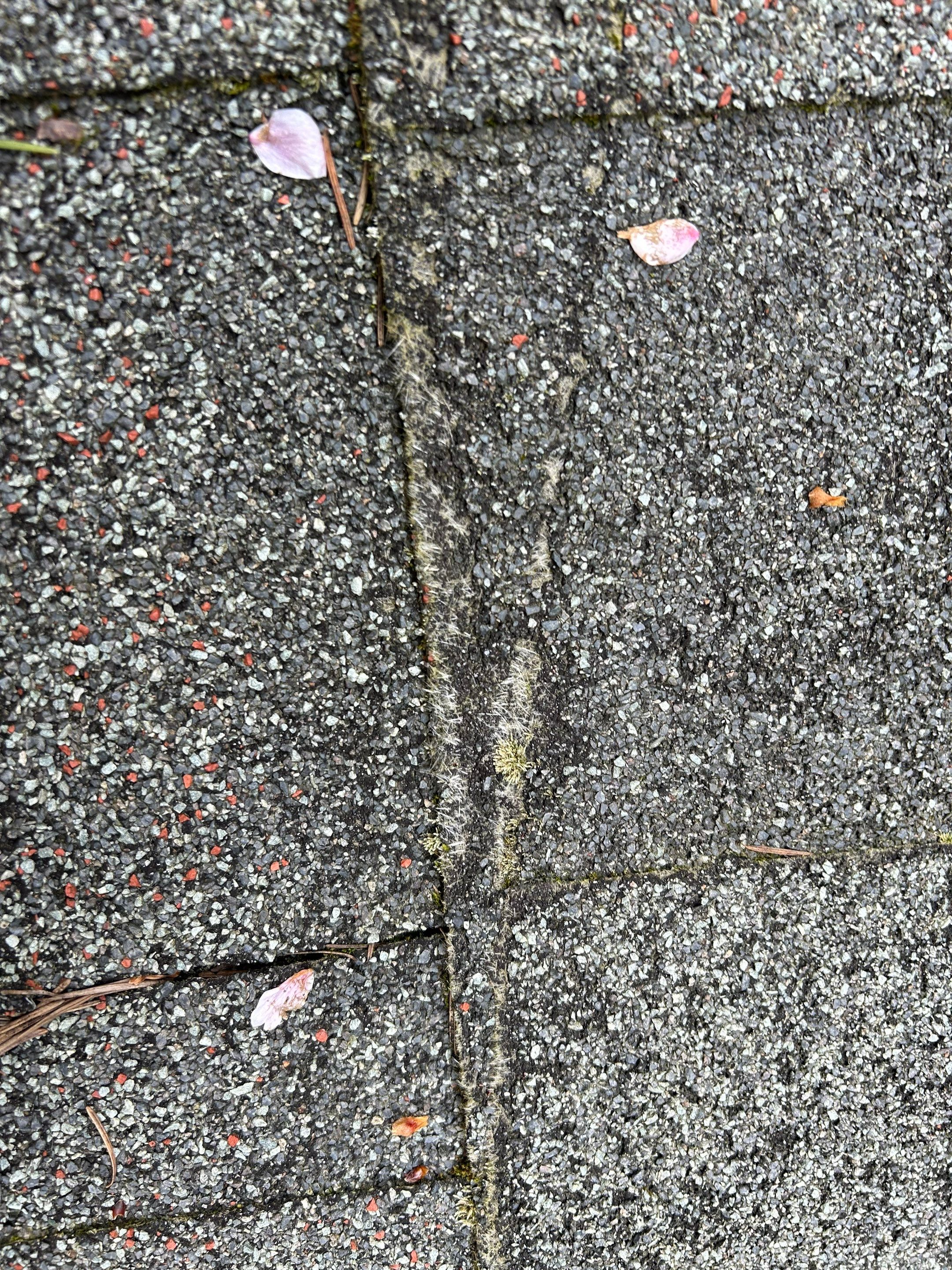 Project in Redmond by Connolly Construction Company