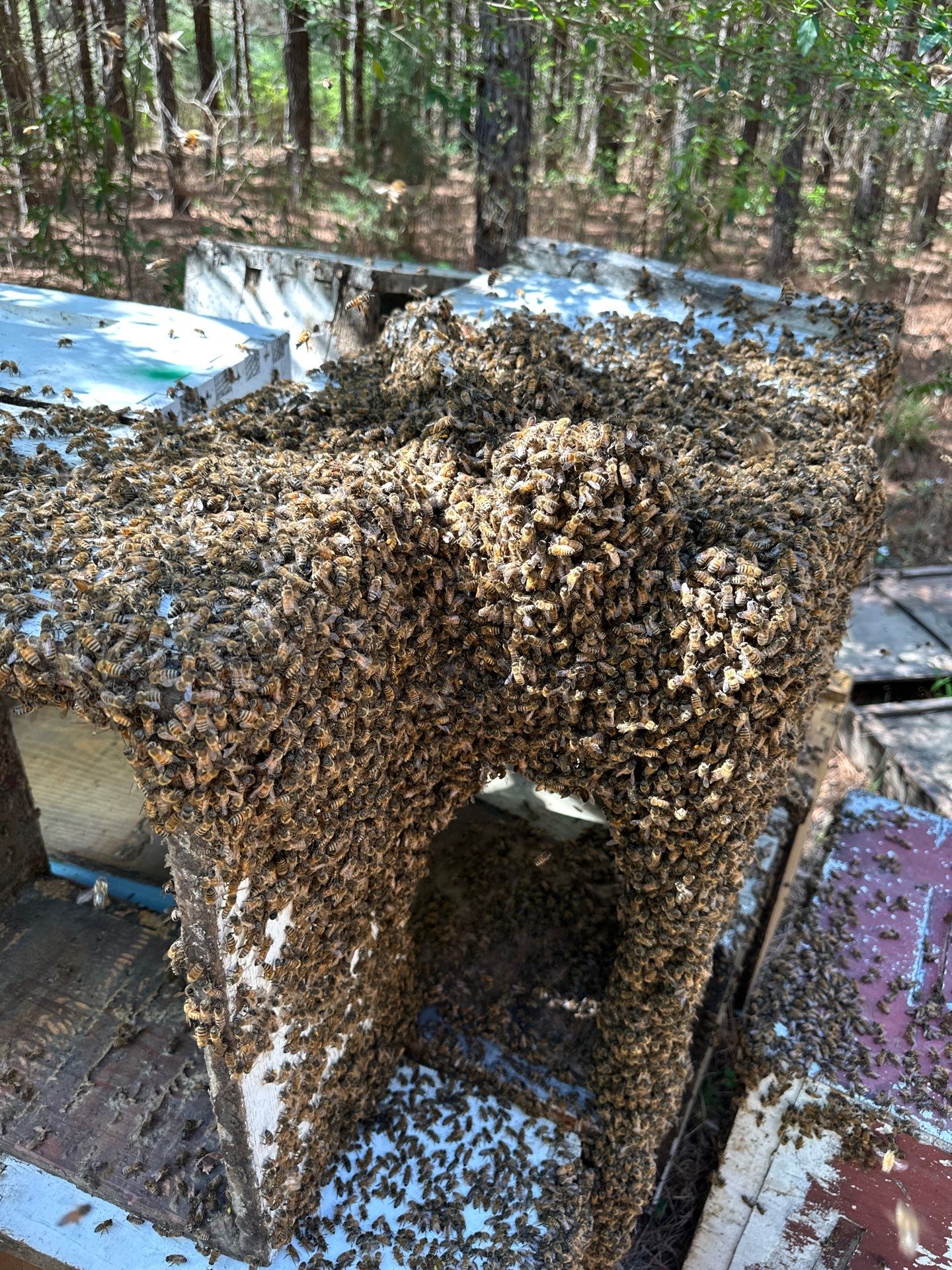 Tree Farm Apiary by Rockwall Honey Bee Company